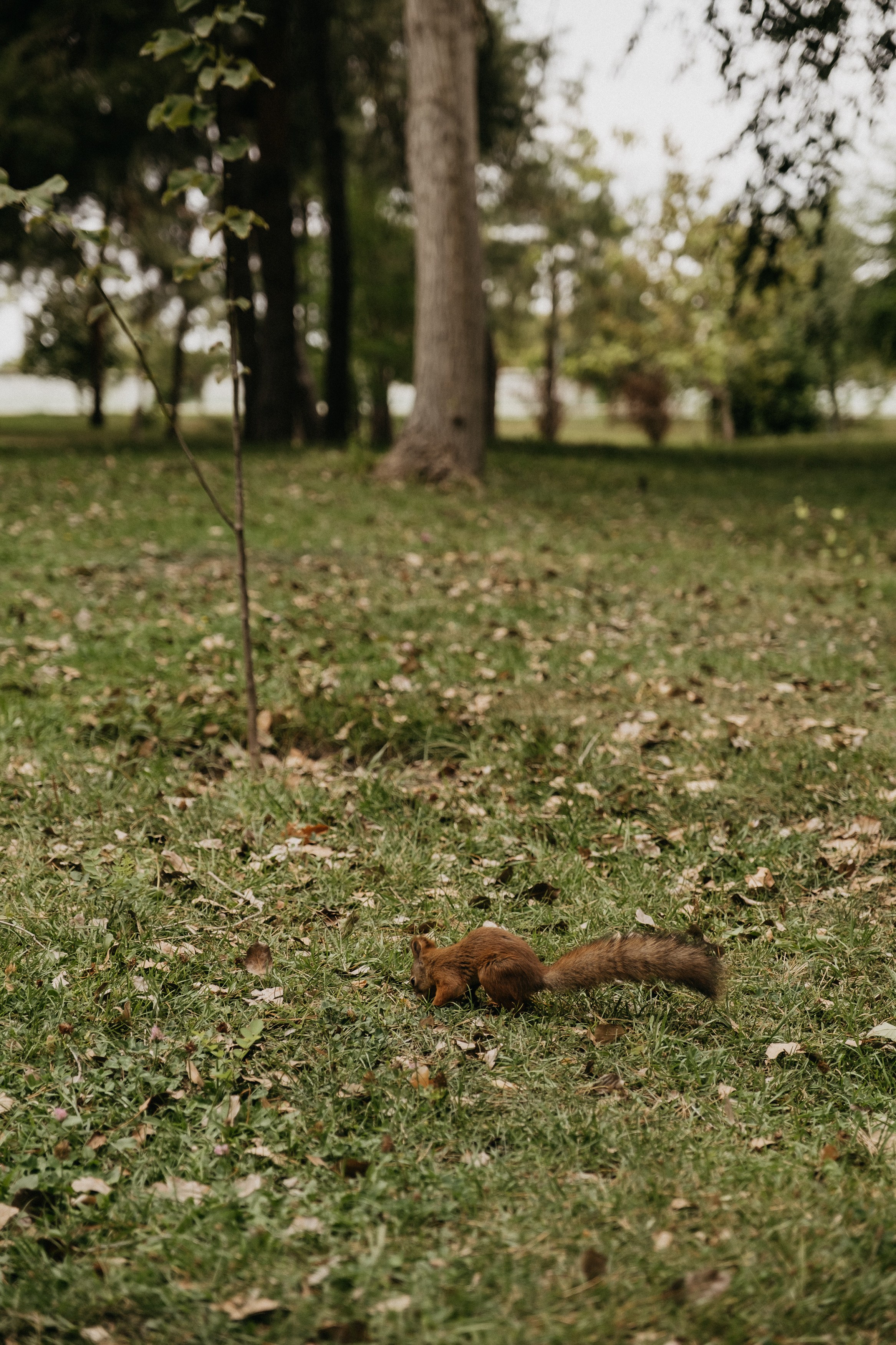 Александр и Ксения. Свадебный и семейный фотограф в Волгограде Кристина Иванова