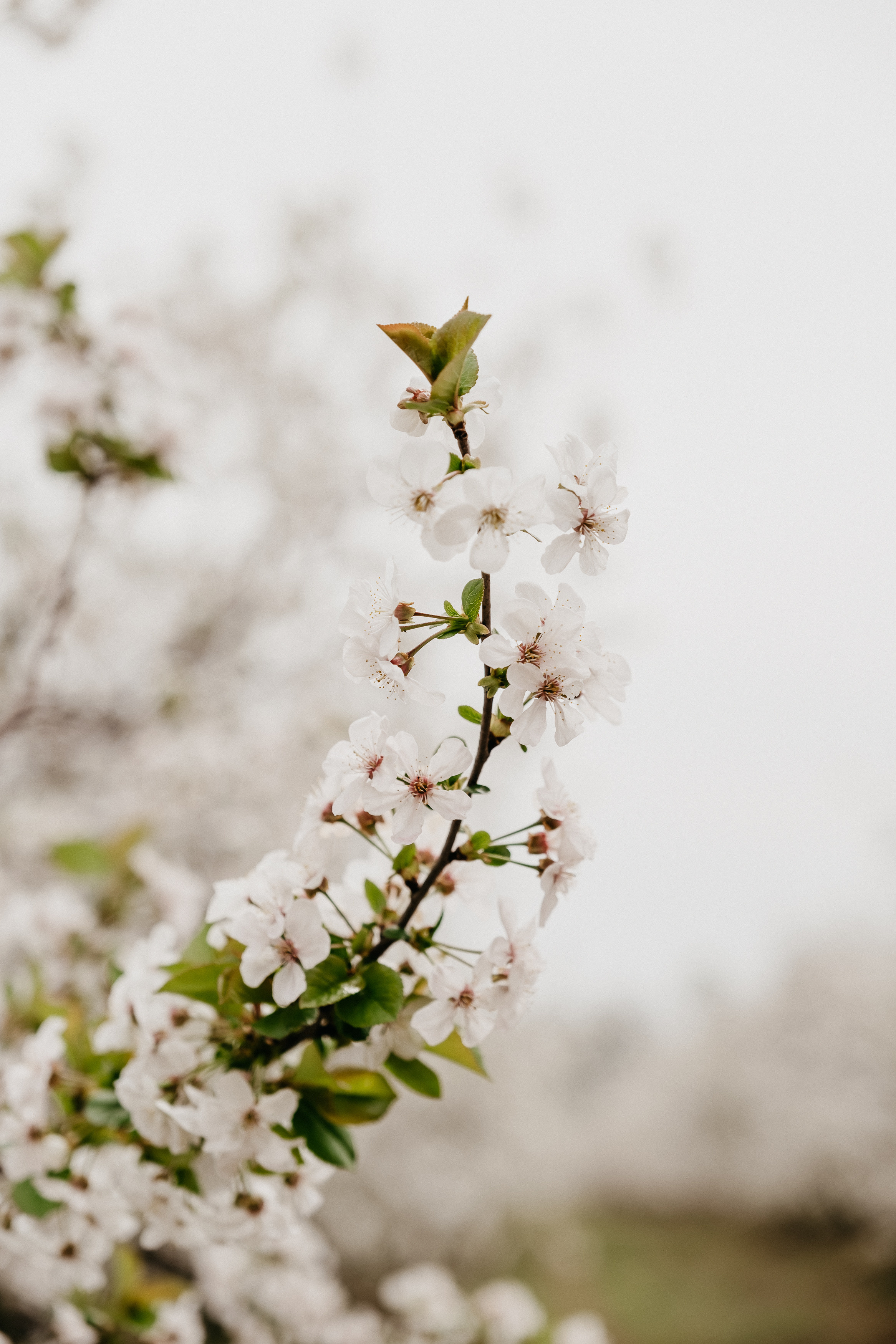 Фотосессия в цветущих садах Волгоград. Свадебный и семейный фотограф в Волгограде Кристина Иванова