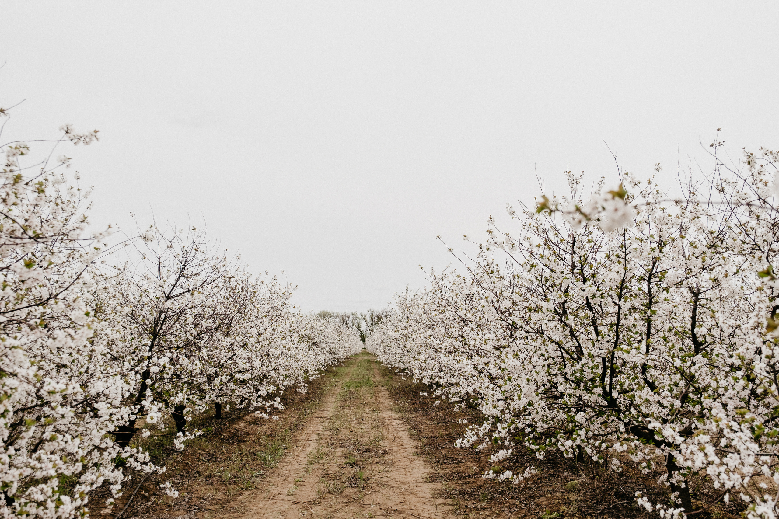 Фотосессия в цветущих садах Волгоград. Свадебный и семейный фотограф в Волгограде Кристина Иванова