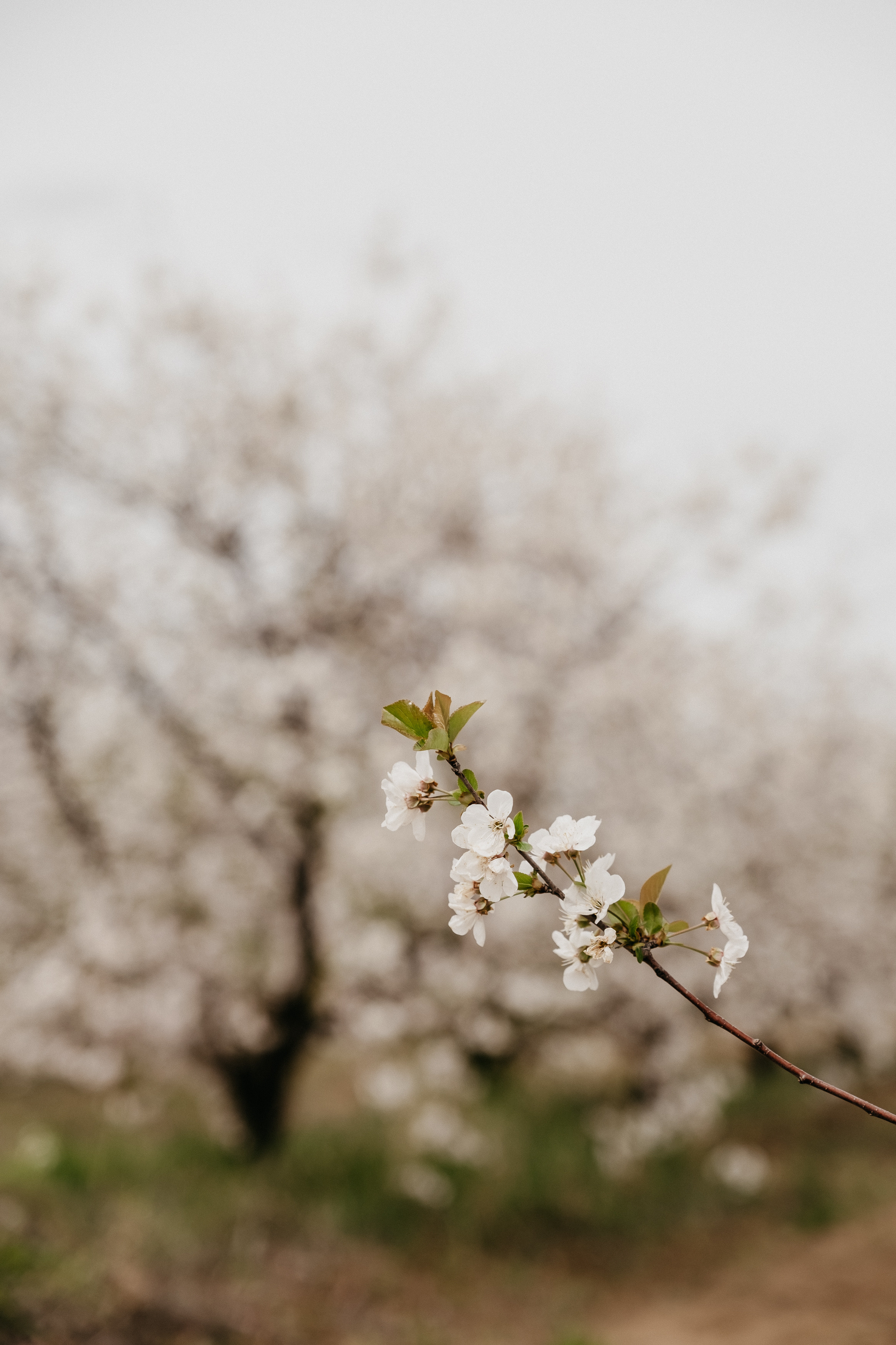 Фотосессия в цветущих садах Волгоград. Свадебный и семейный фотограф в Волгограде Кристина Иванова