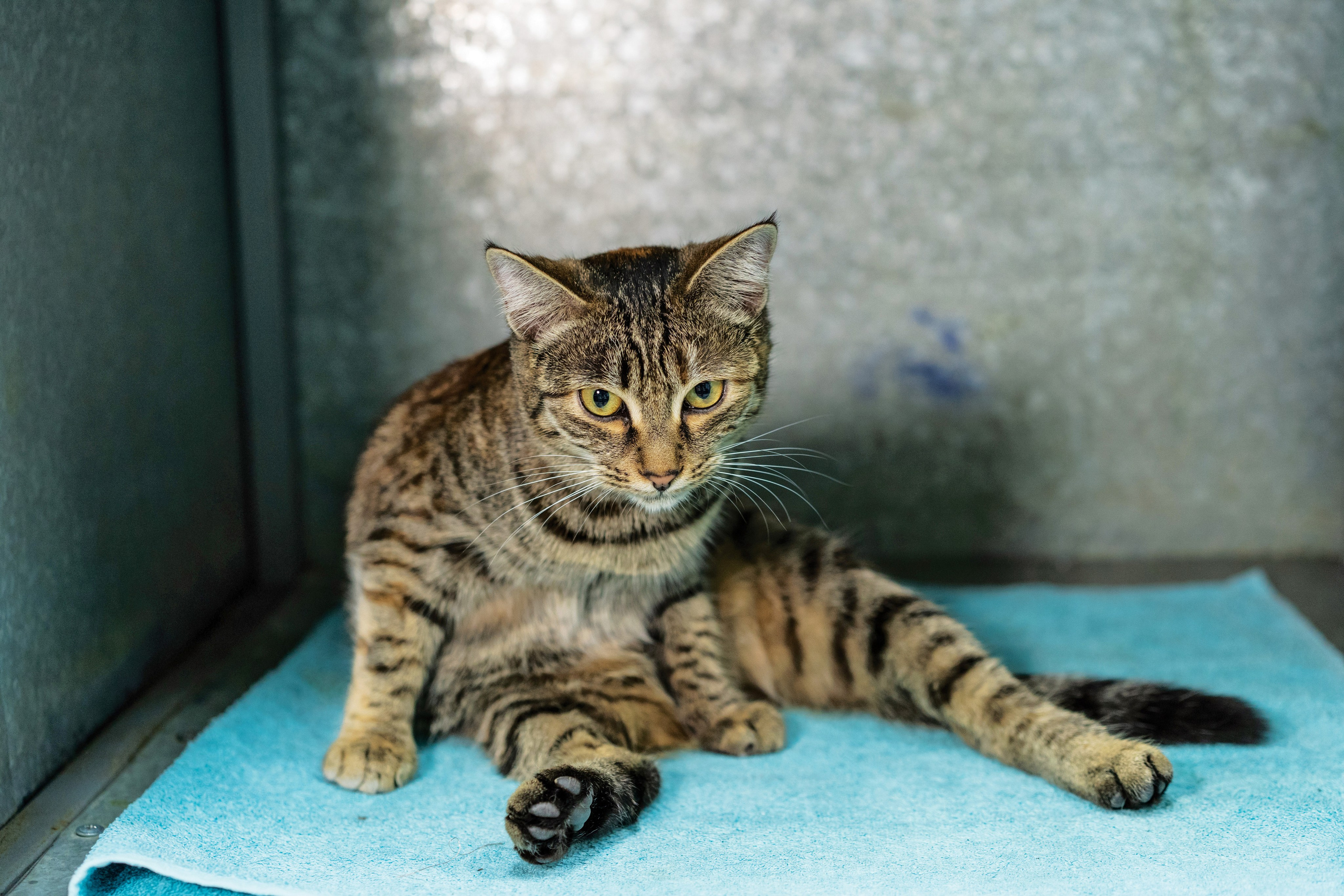 Vet clinic. Nina Petina