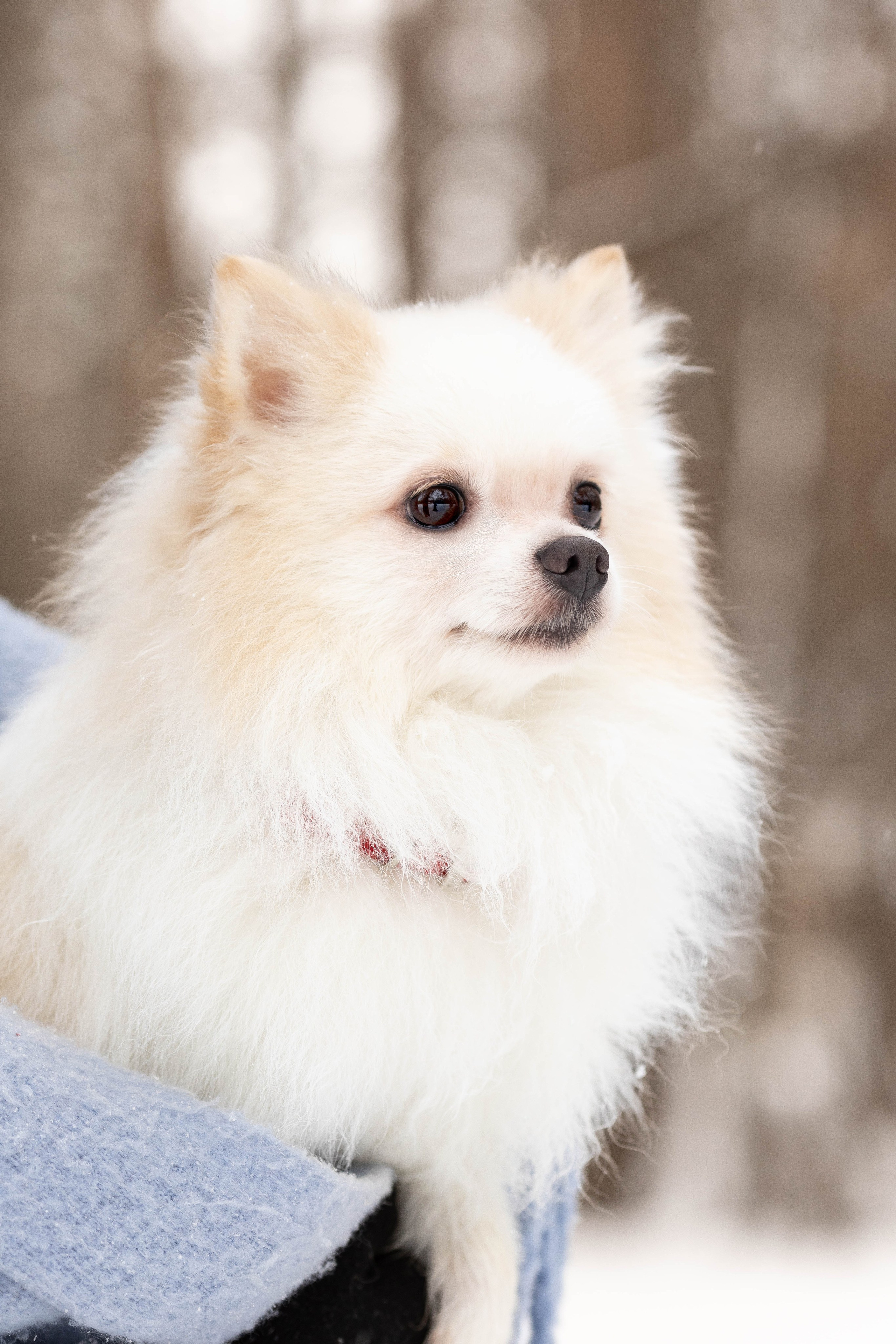 Элина и Чинк. Фотограф Анималист в Перми Анастасия Остерман