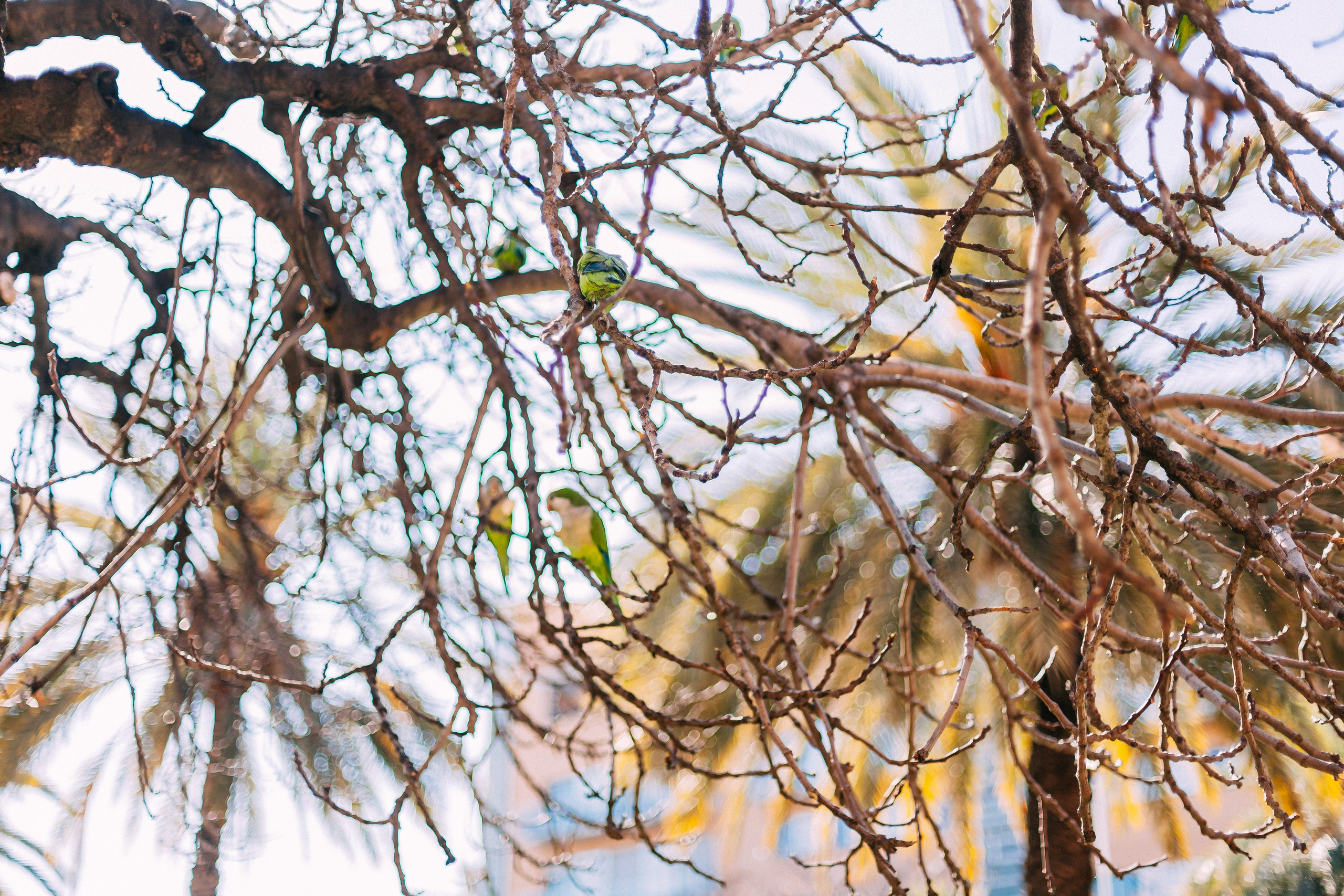 Барселона. Аня Степанова