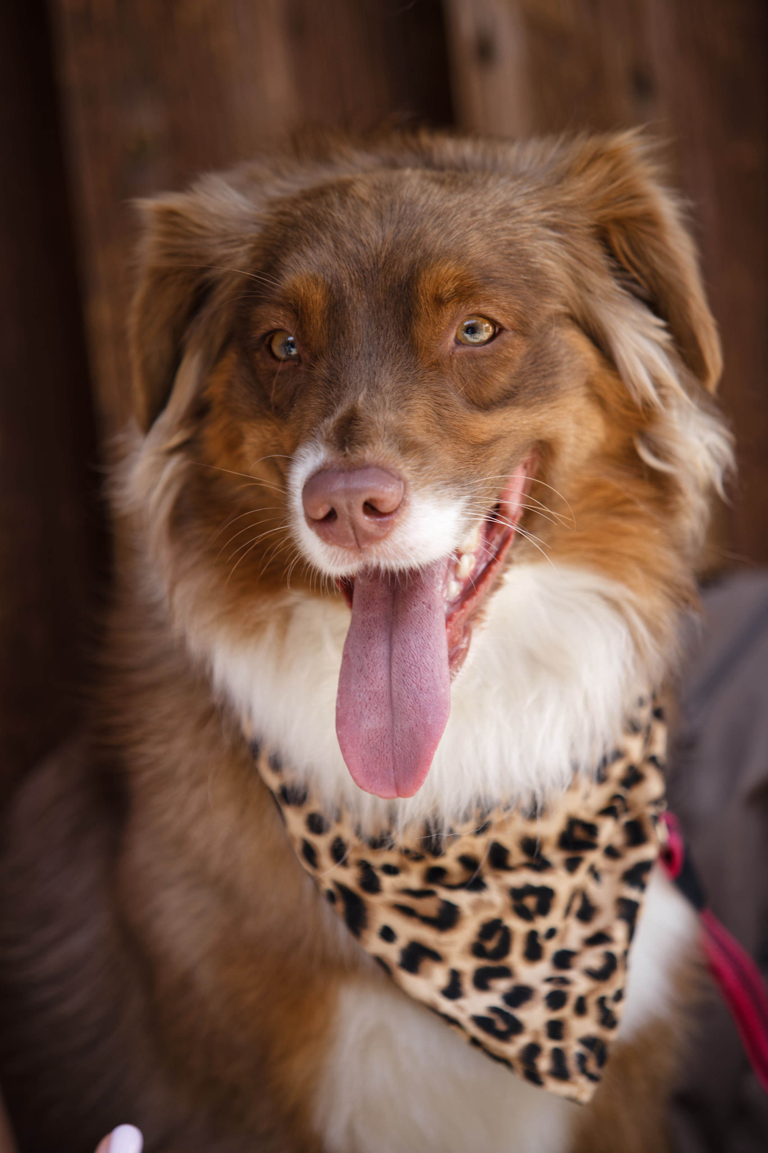 Мир животных. Репортажный и спортивный фотограф в г. Пермь Зильберг Павел