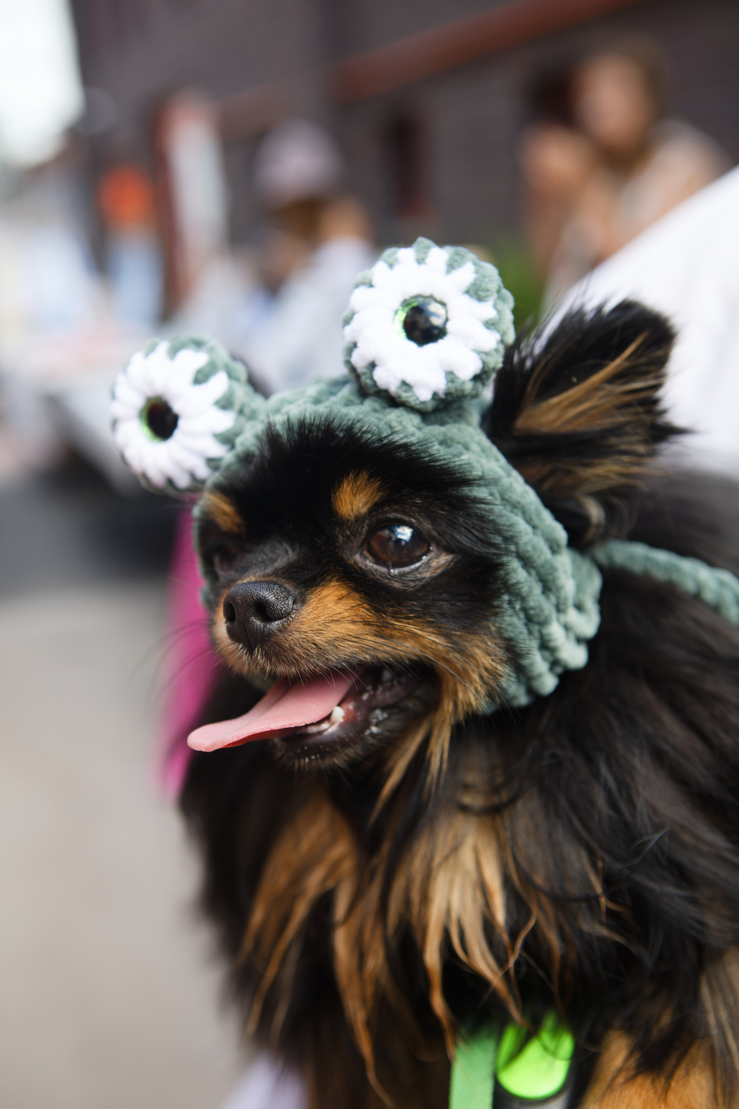 Мир животных. Репортажный и спортивный фотограф в г. Пермь Зильберг Павел