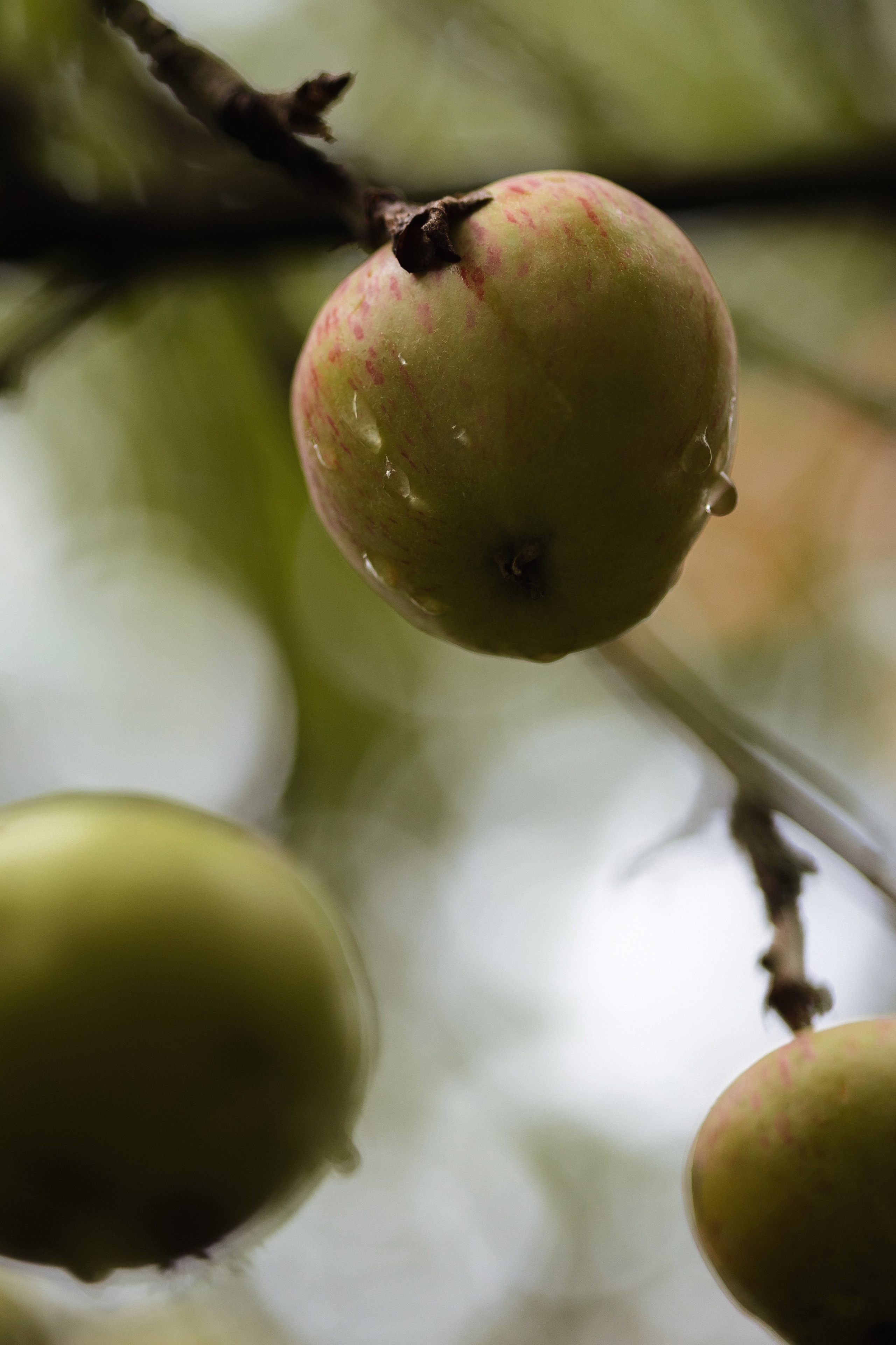 P&V. Свадебный фотограф Лиза Макатович Беларусь Минск