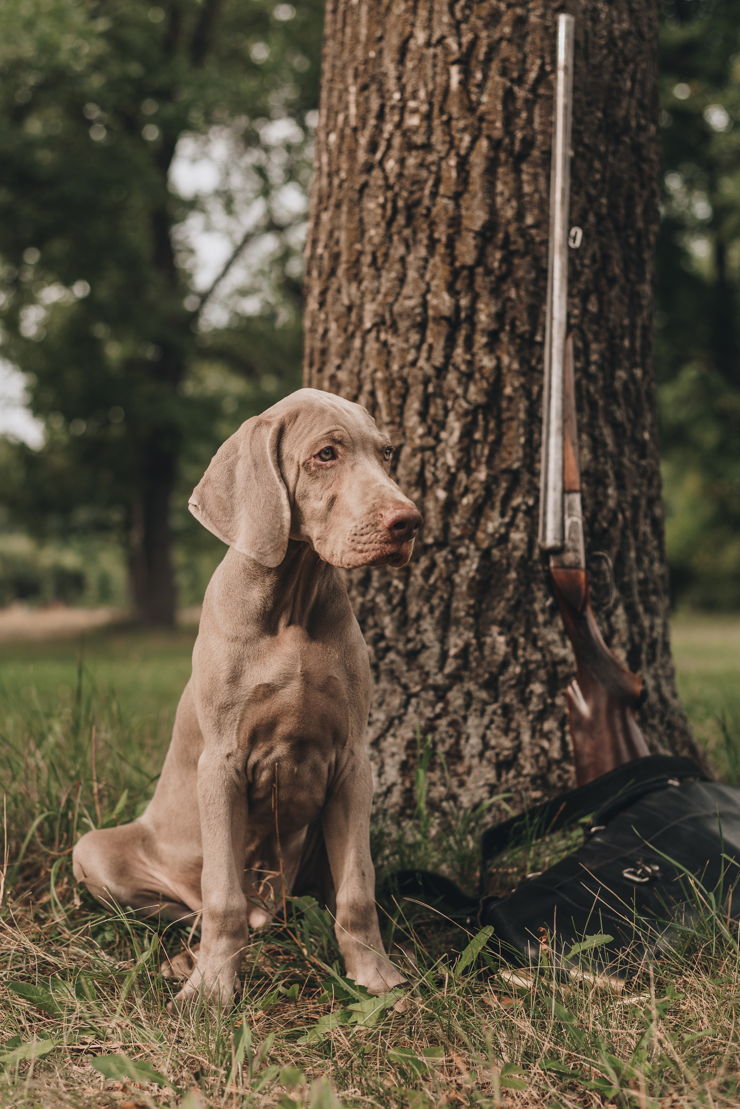 Weimaraner. Natalia Finch Photography — Family, Kids & Pet Photographer in Chicago, IL
