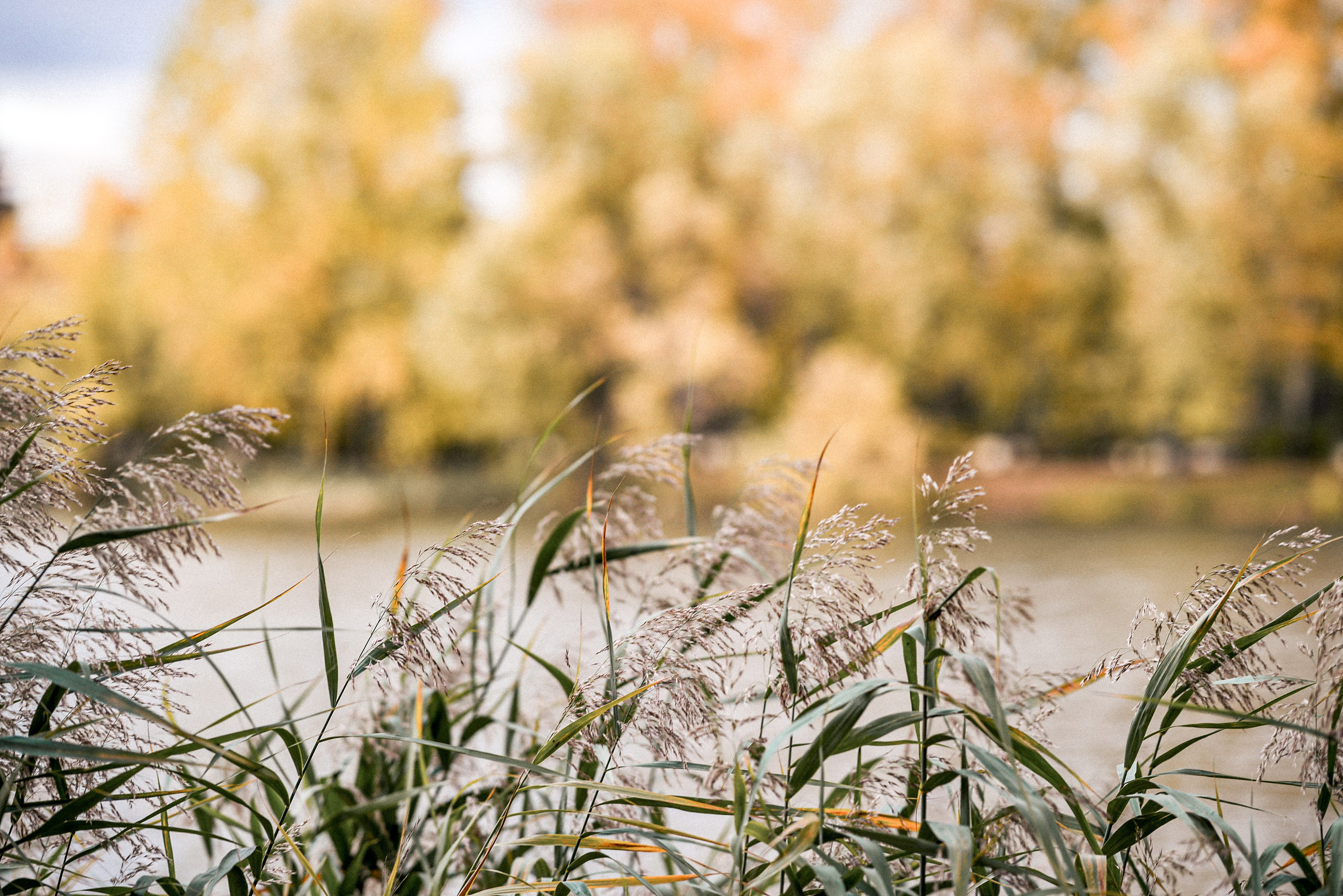 Надежда и Влад. Семейный и свадебный фотограф в Москве и Подмосковье Еремина Александр