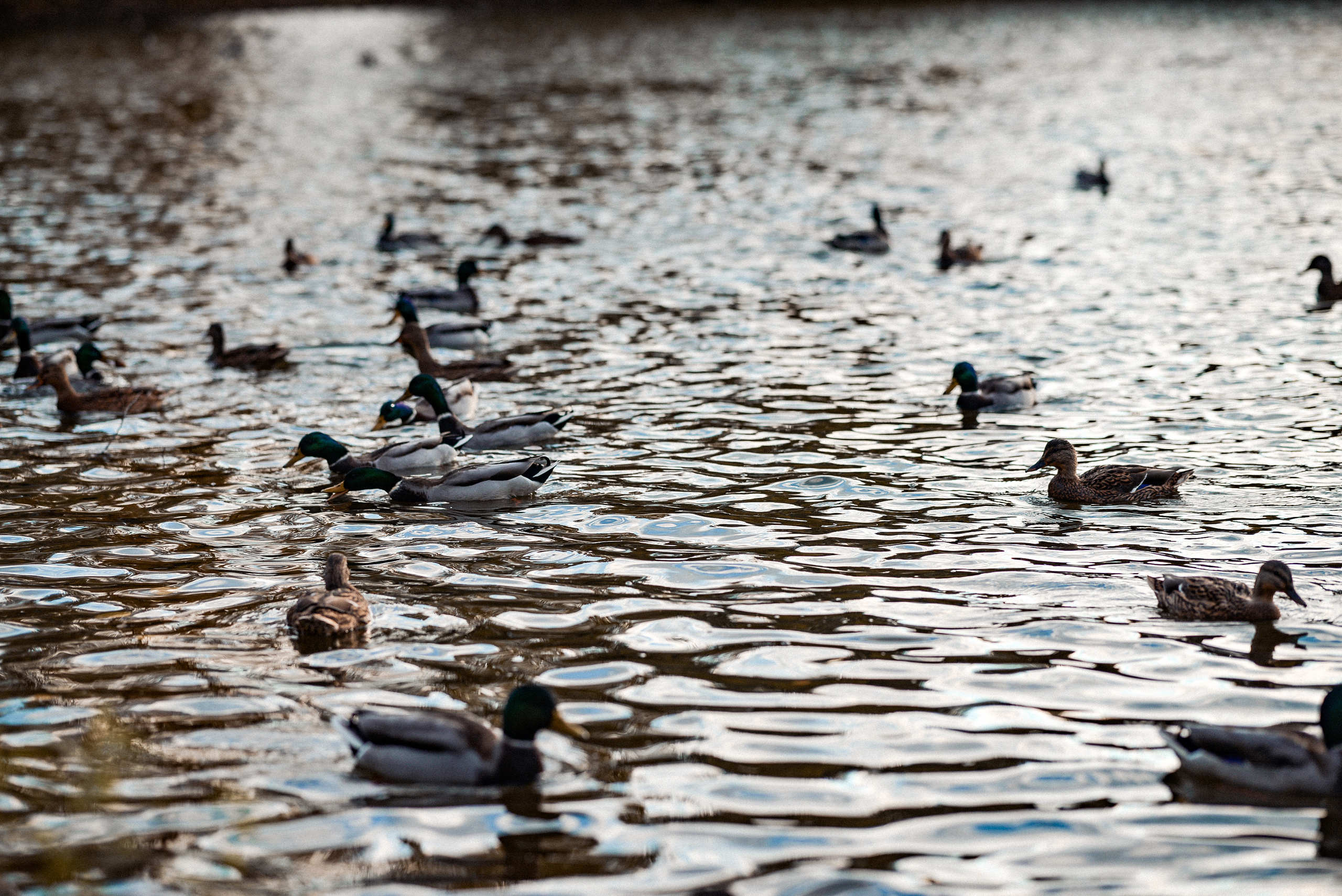 Надежда и Влад. Семейный и свадебный фотограф в Москве и Подмосковье Еремина Александр