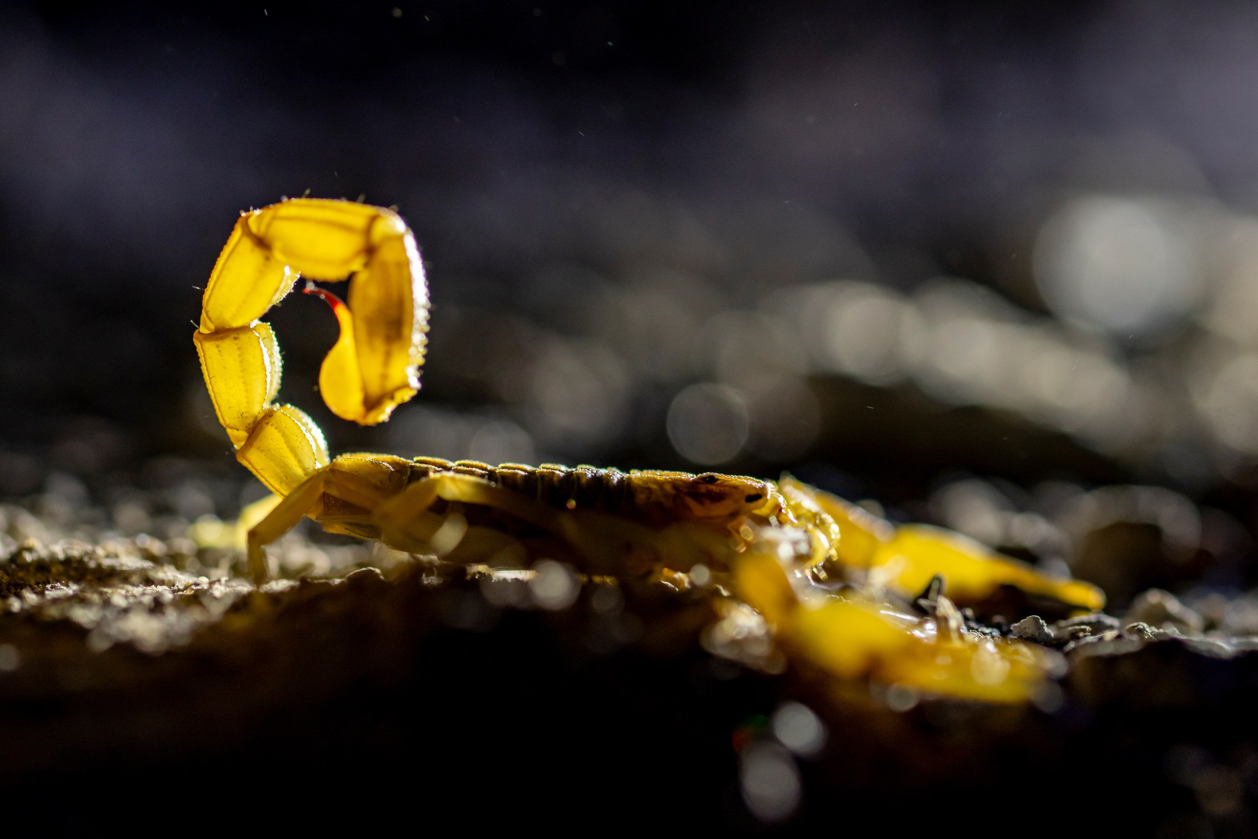 Природа Дагестана, сентябрь 2024. Foto-Zuev фотография как искусство