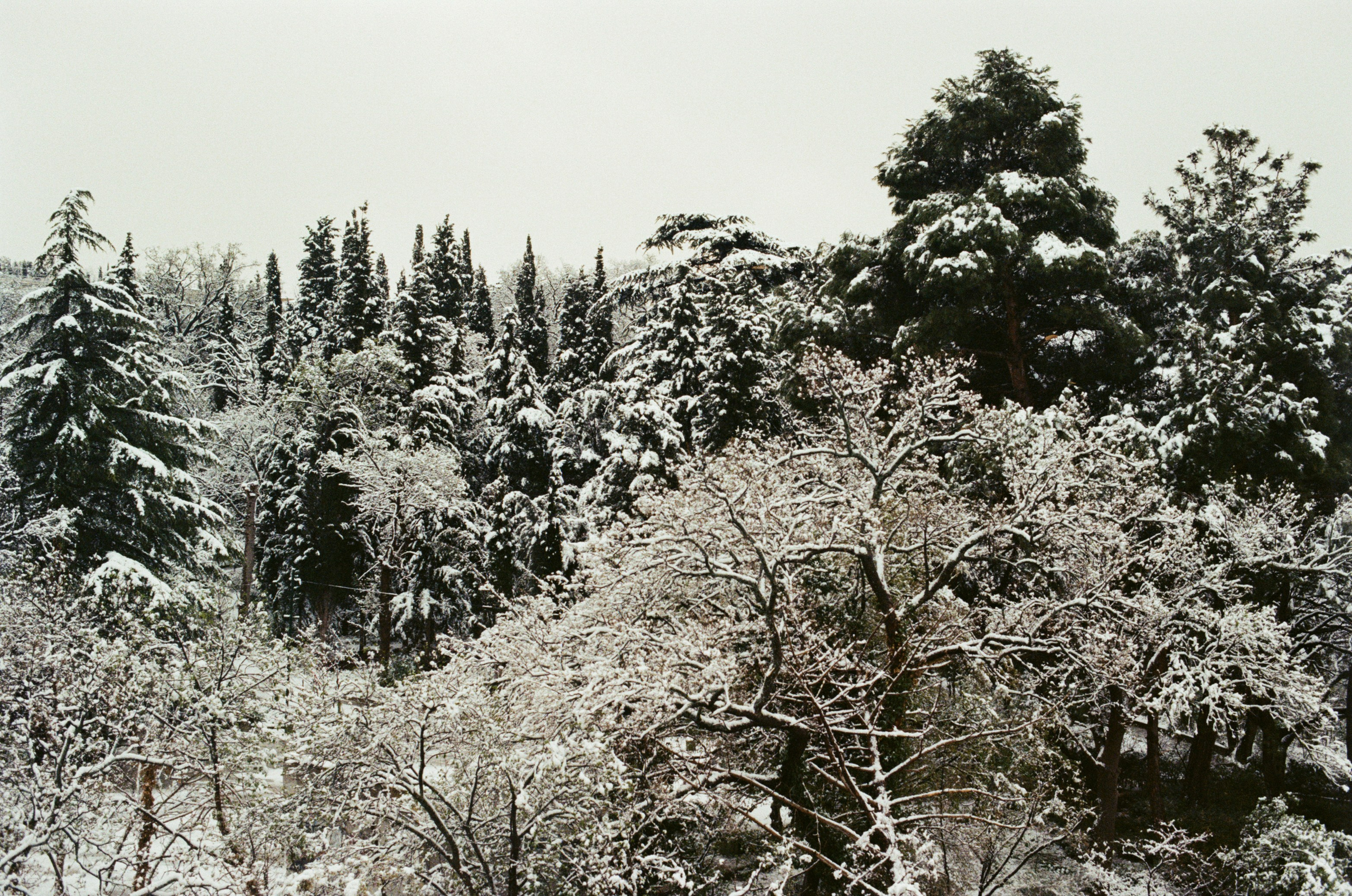 Sakura blues // ukraine, crimea II. EVER EXPOSED