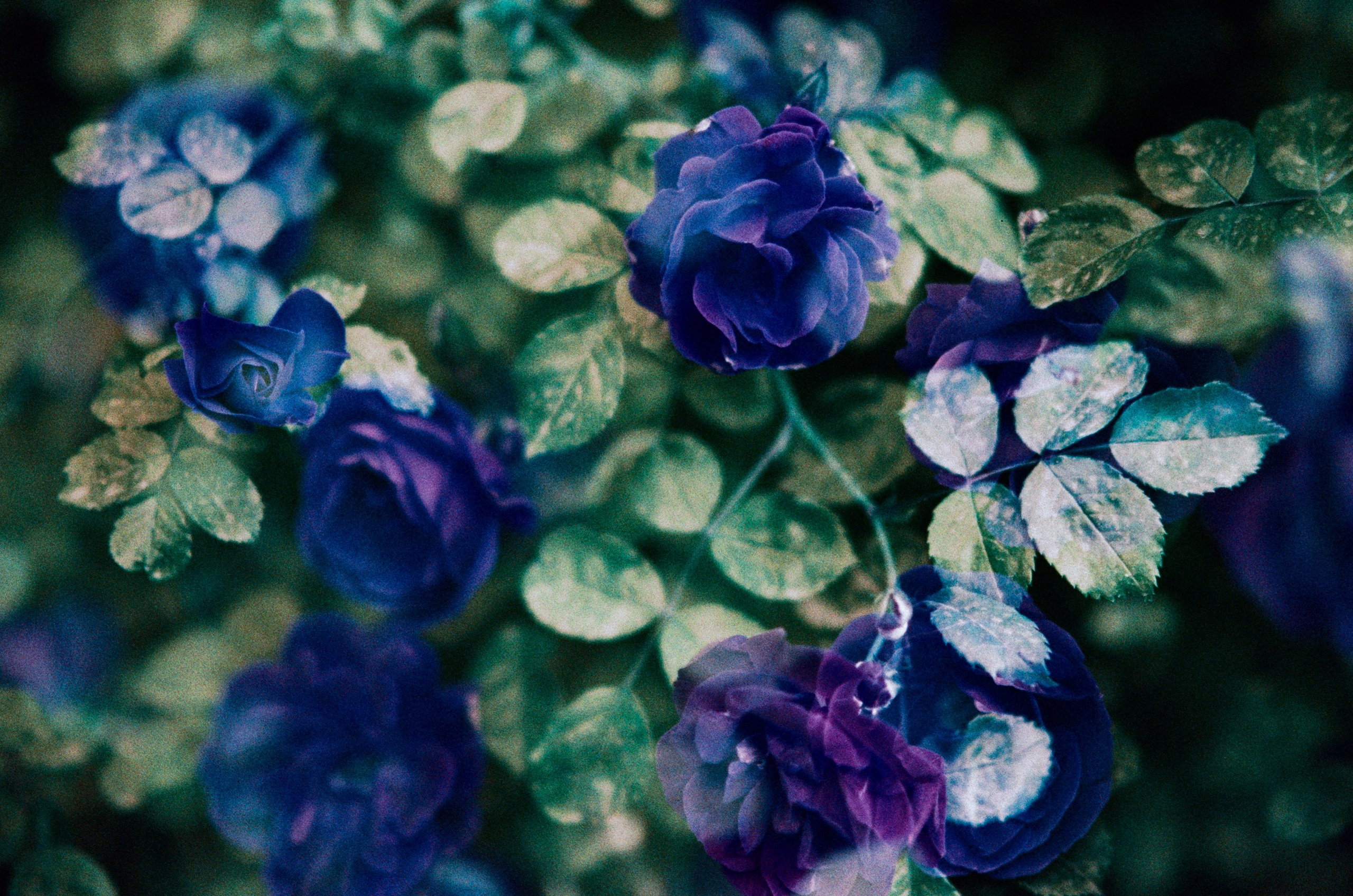 Pain shopping // ukraine, crimea III. EVER EXPOSED