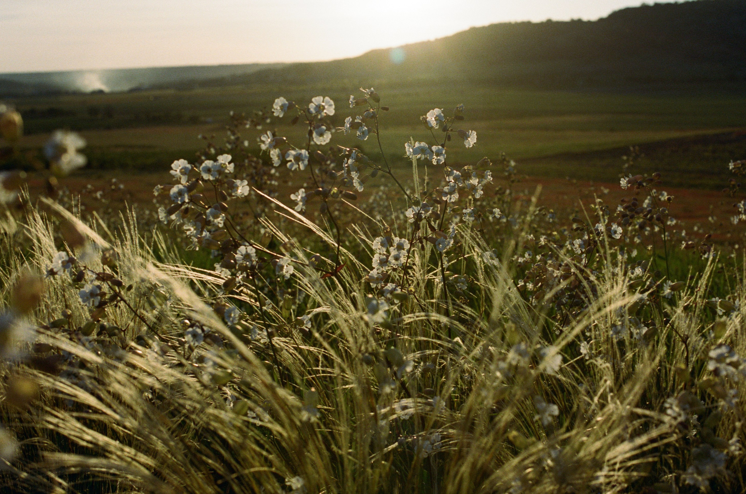 Champagne supernova // ukraine, crimea. EVER EXPOSED