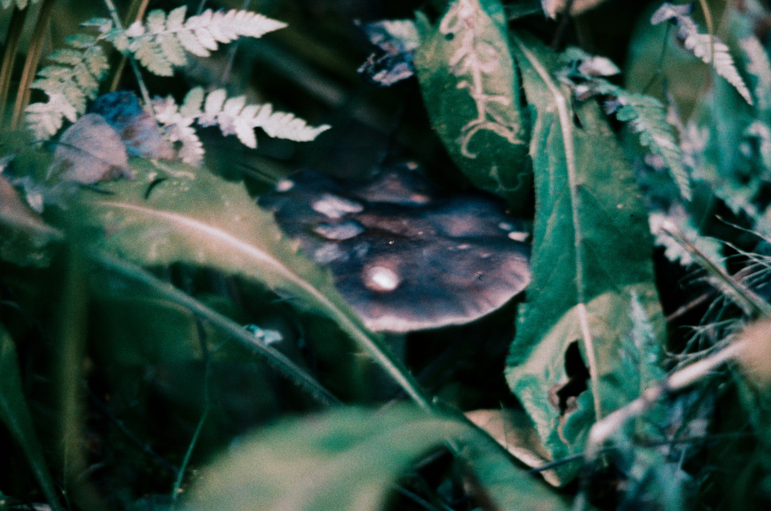 Post blue. EVER EXPOSED