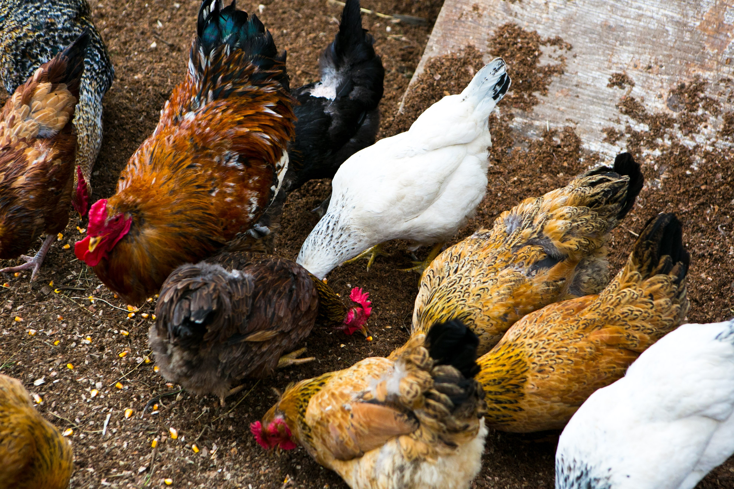 Деревенская еда «Домашние лакомста». Фотограф Красная Поляна — Сочи — Москва