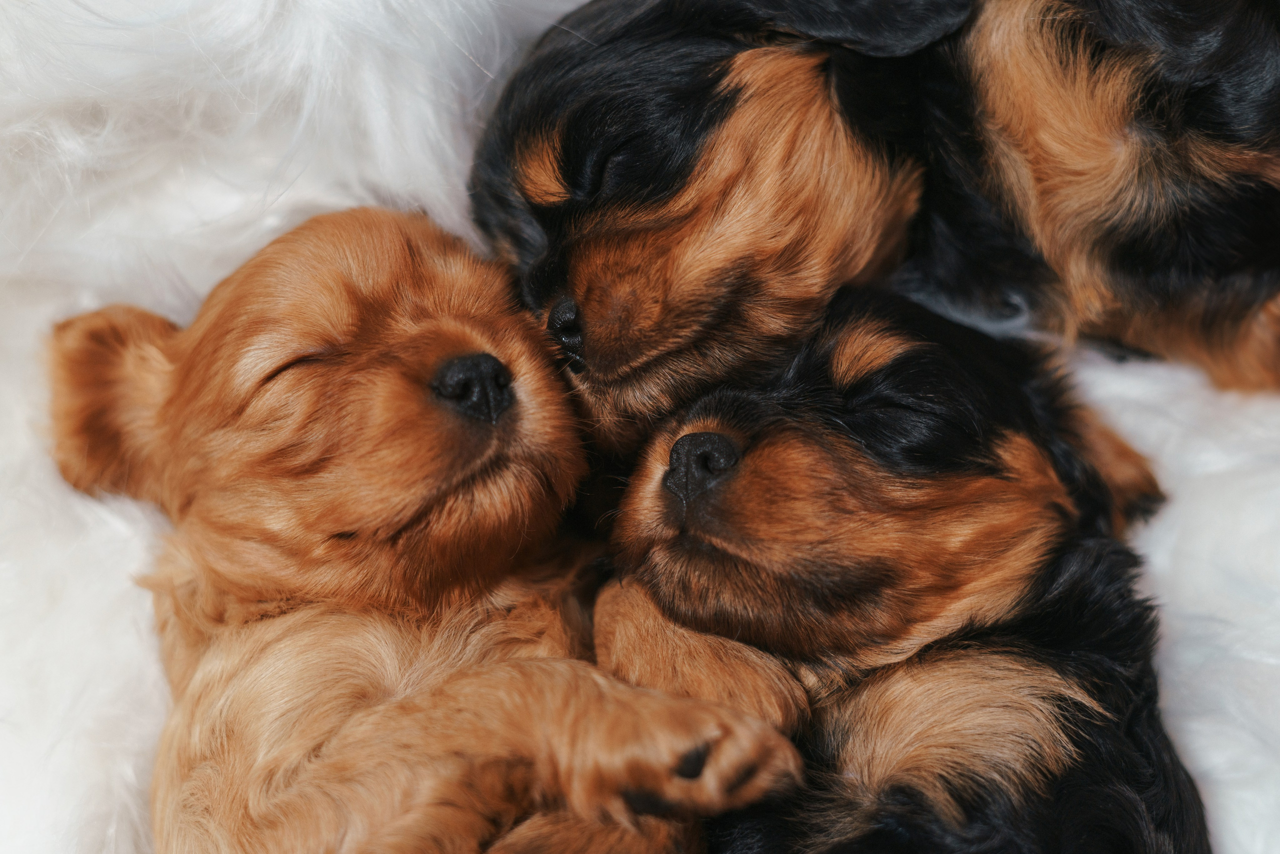 ККЧС. Фотограф анималист Осипчикова Мария