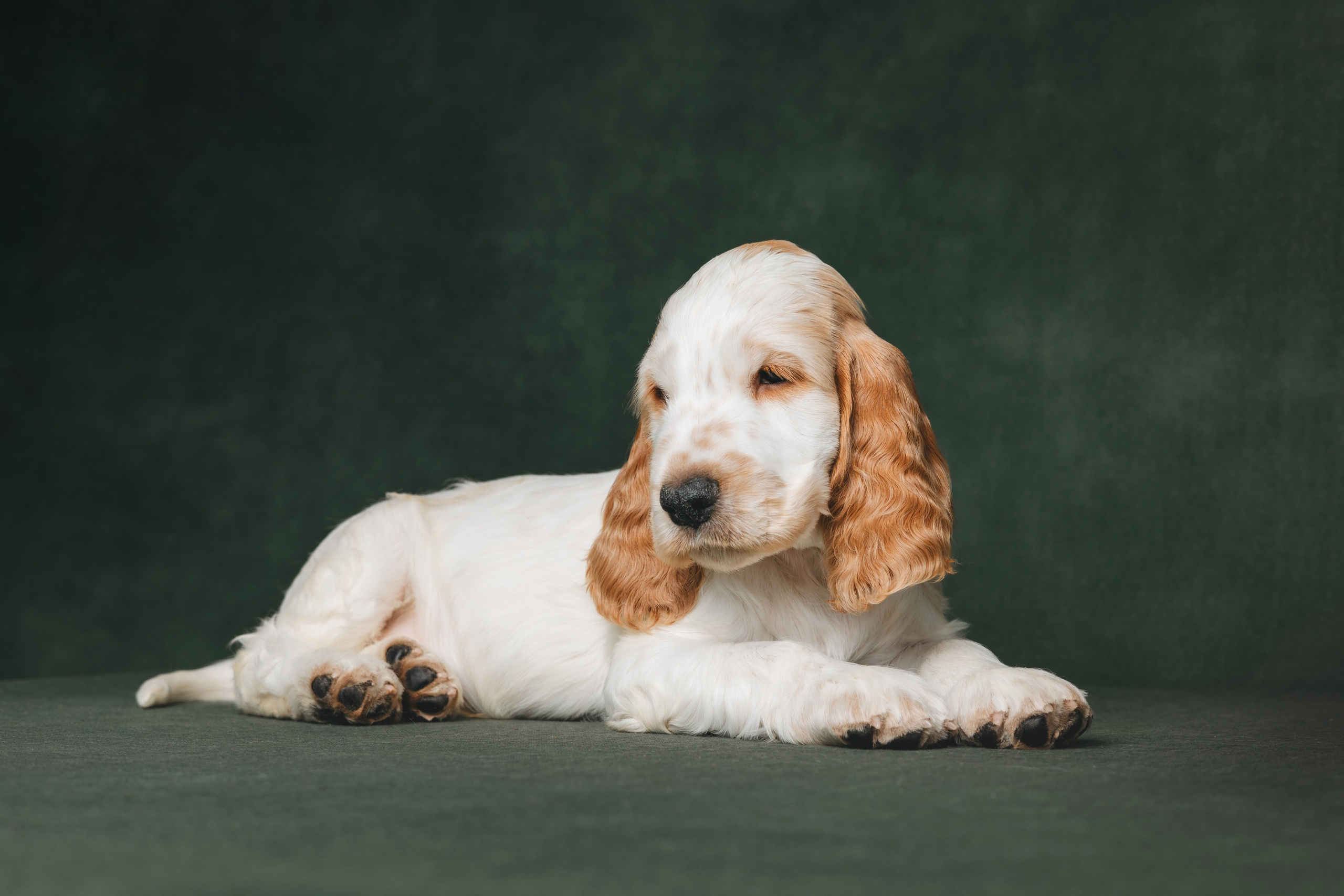 Английские коккер-спаниели. Фотограф анималист Осипчикова Мария