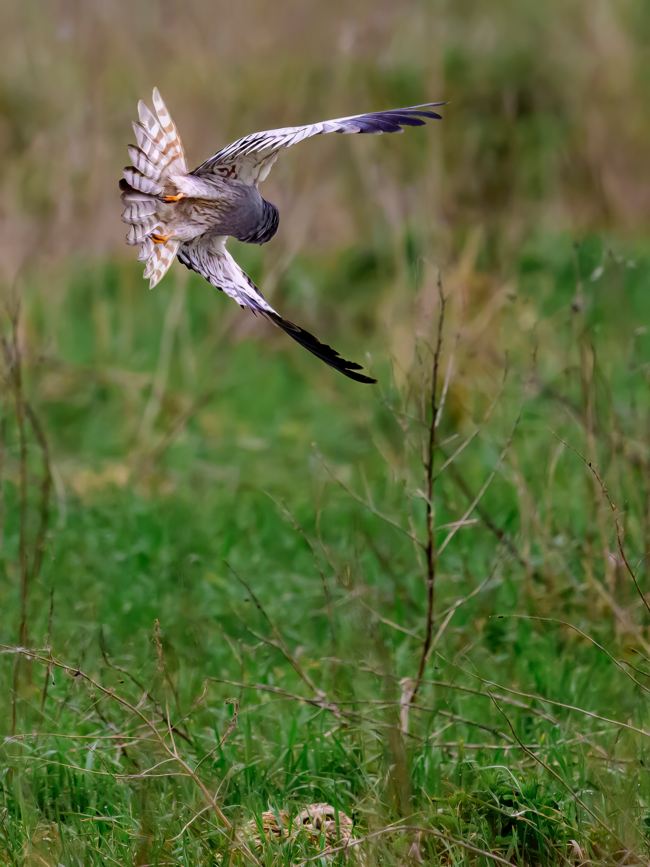 Лунь атакует сову. Wildlife photography by Sergey Puponin