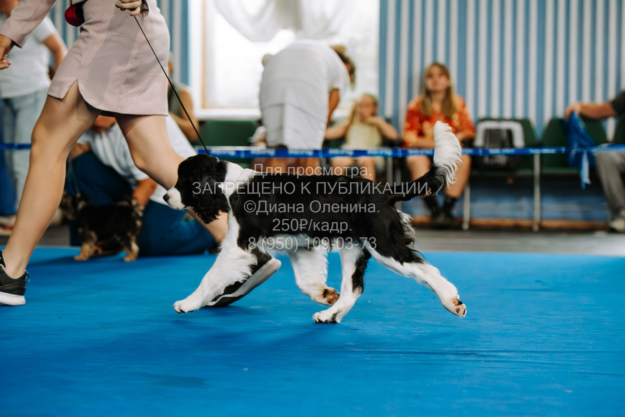 Национальная выставка собак всех пород ранга САС-IKU «Кубок Красноярск. Фотограф Диана Оленина Красноярск / Братск