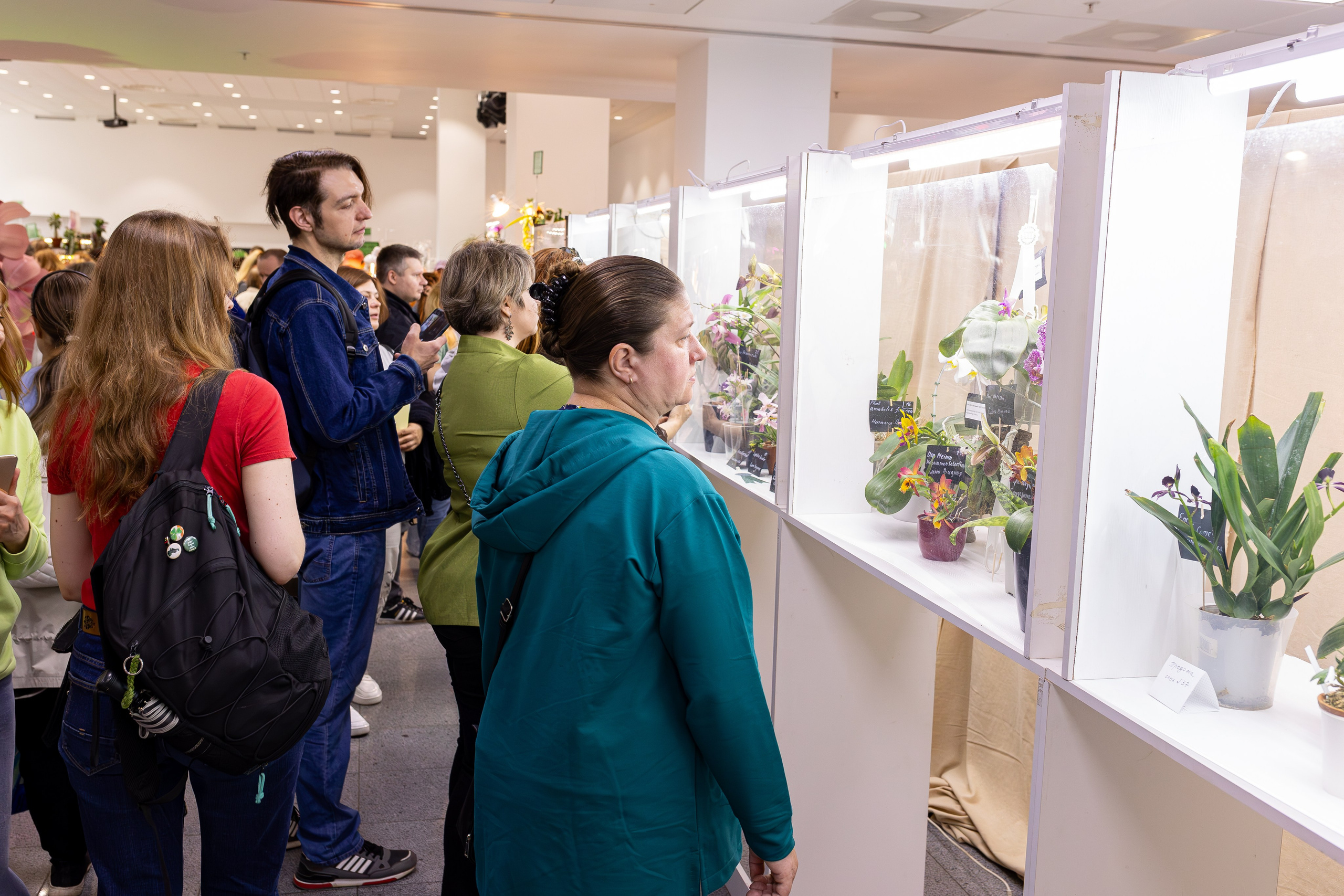 Орхидиум май 2025. Александра Куликова фотограф, Москва