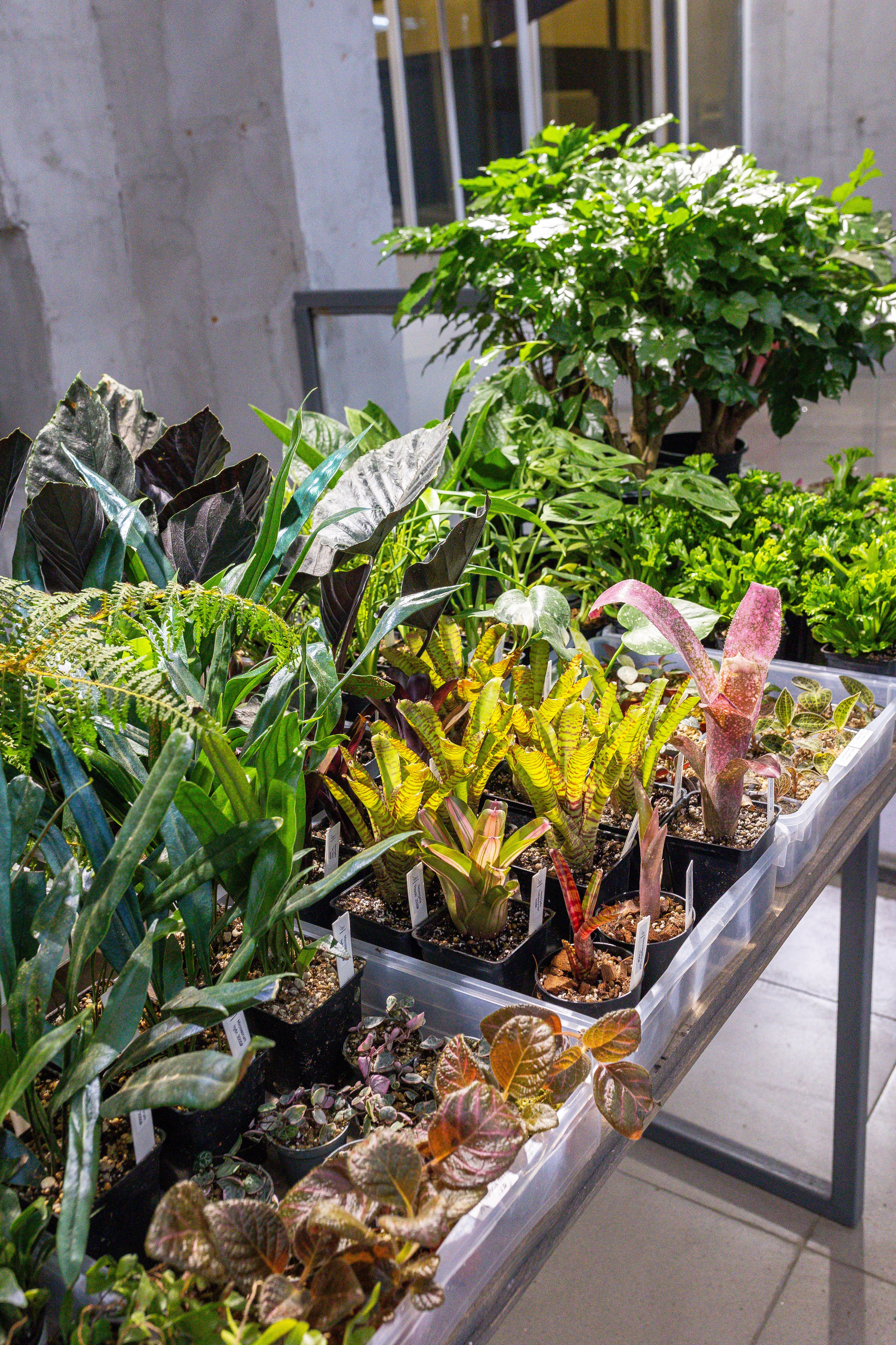 Ярмарка Green Rare 20.09.25. Александра Куликова фотограф, Москва