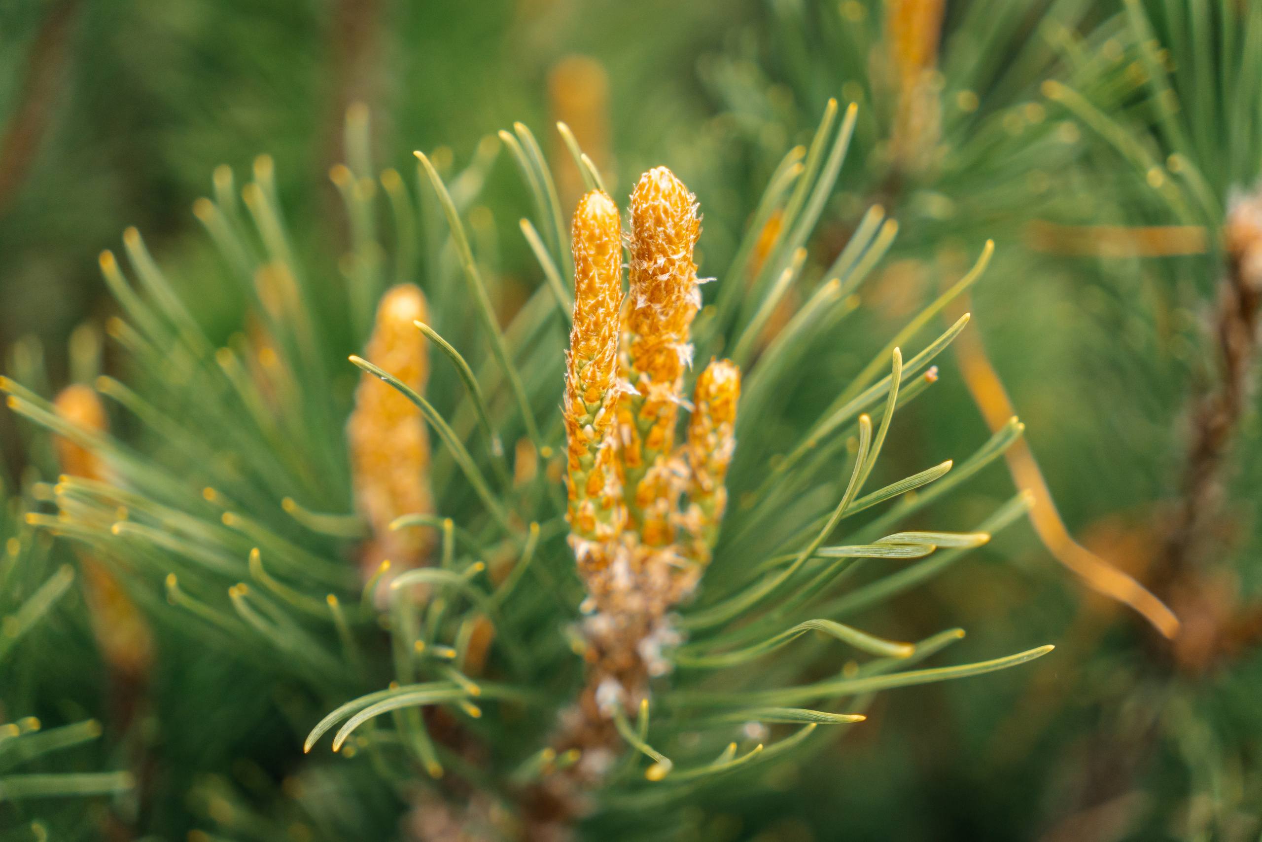 Яна и Слава. Семейный и LifeStyle фотограф в Жигулевске и Тольятти Рустам Ханмурзин