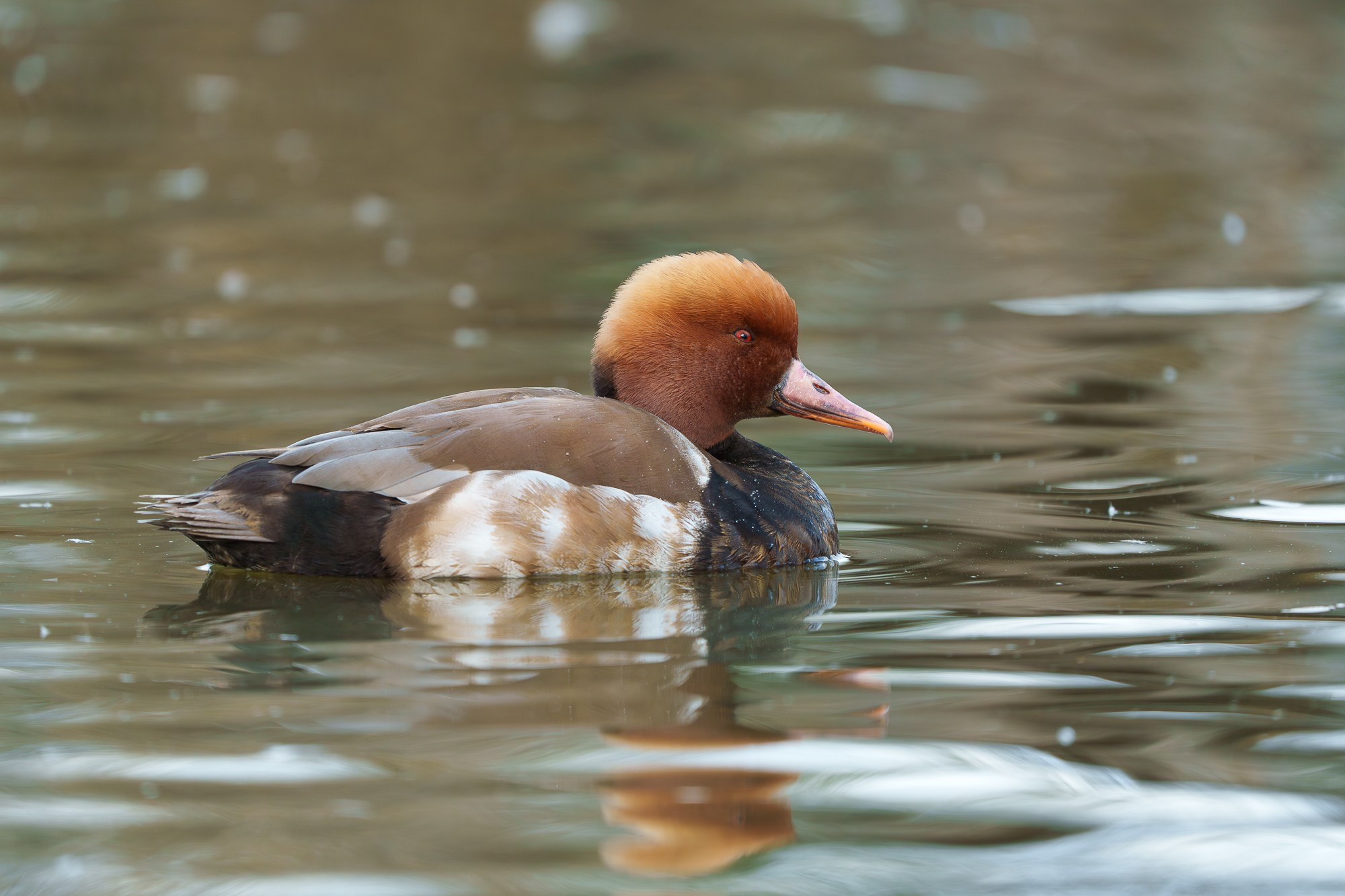 Удивительные мир птиц. Вокруг нас столько прекрасного — присмотритесь!. Ваш личный фотограф Марина Волкова