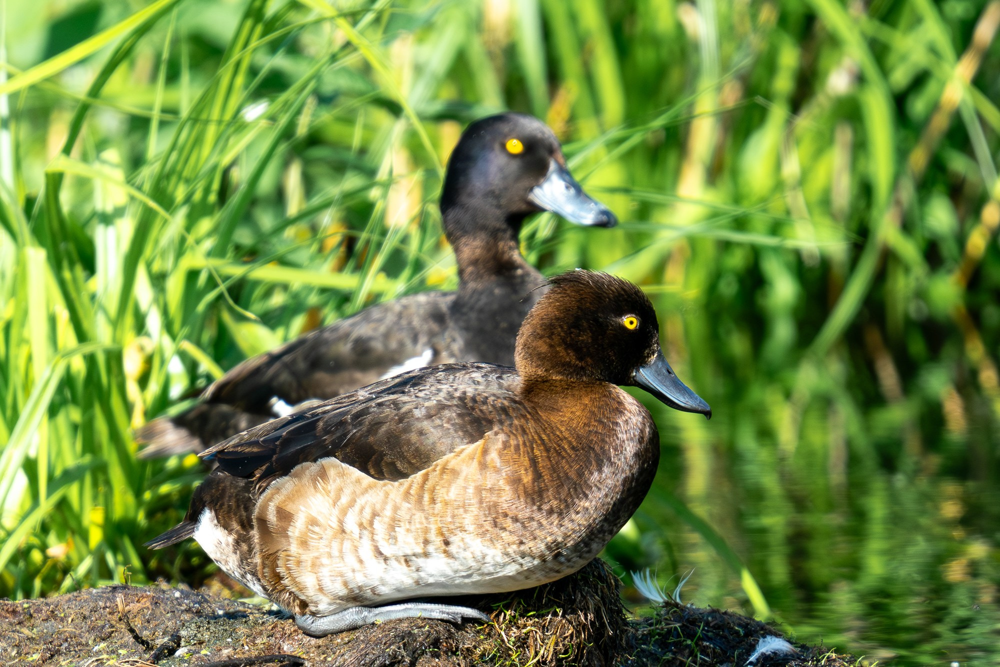 Удивительные мир птиц. Вокруг нас столько прекрасного — присмотритесь!. Ваш личный фотограф Марина Волкова
