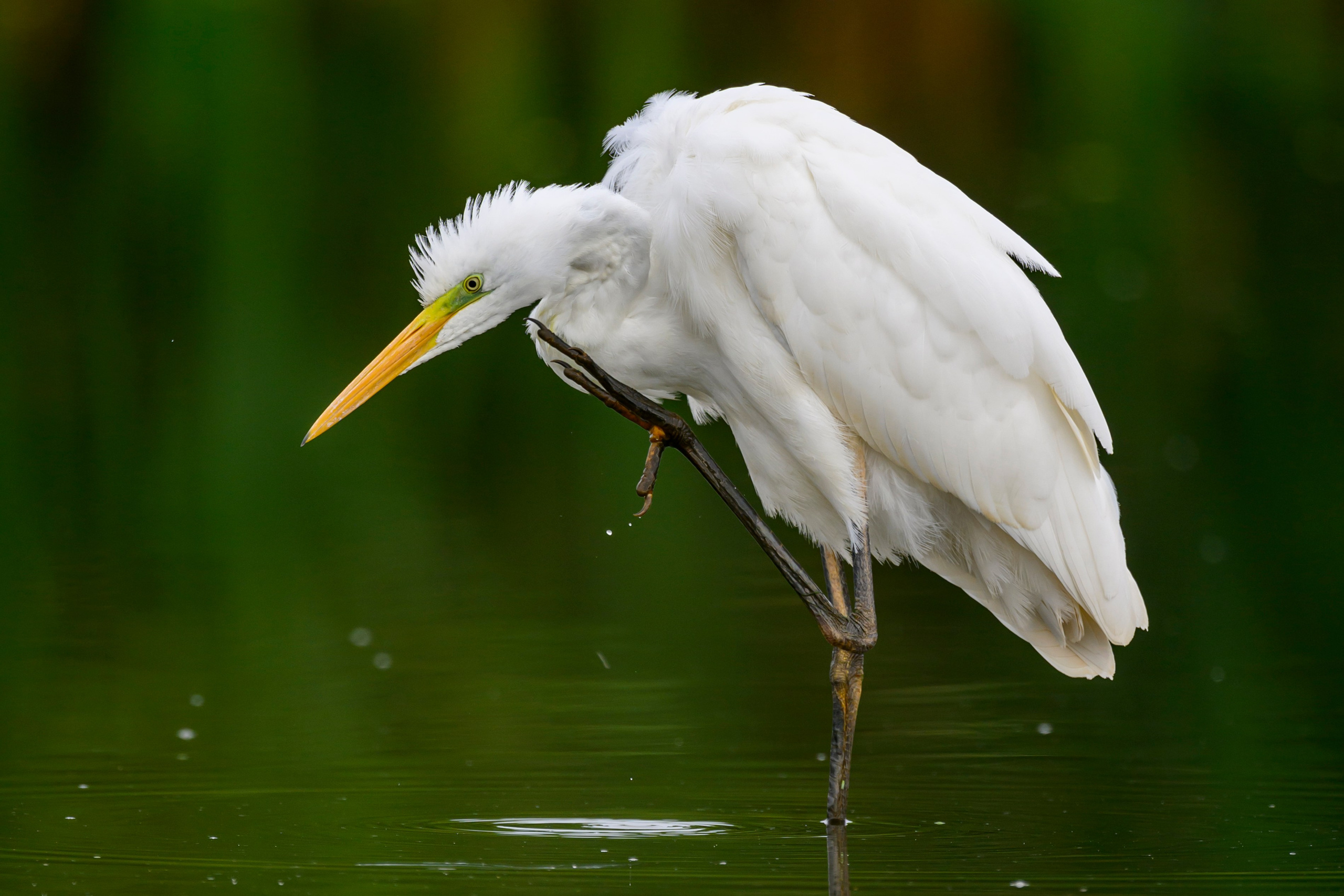 Цапли. Wildlife photography by Sergey Puponin