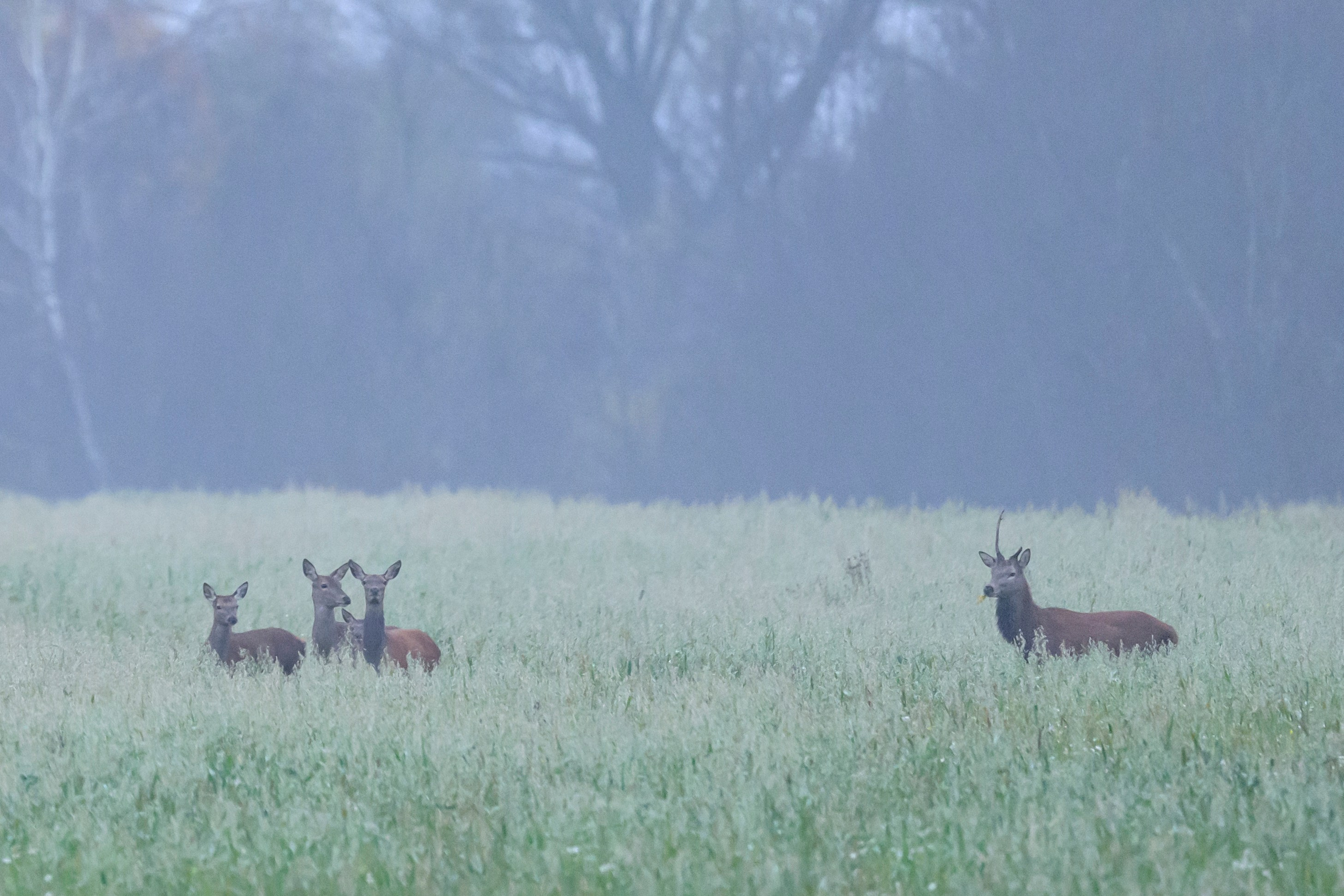 Олени. Wildlife photography by Sergey Puponin