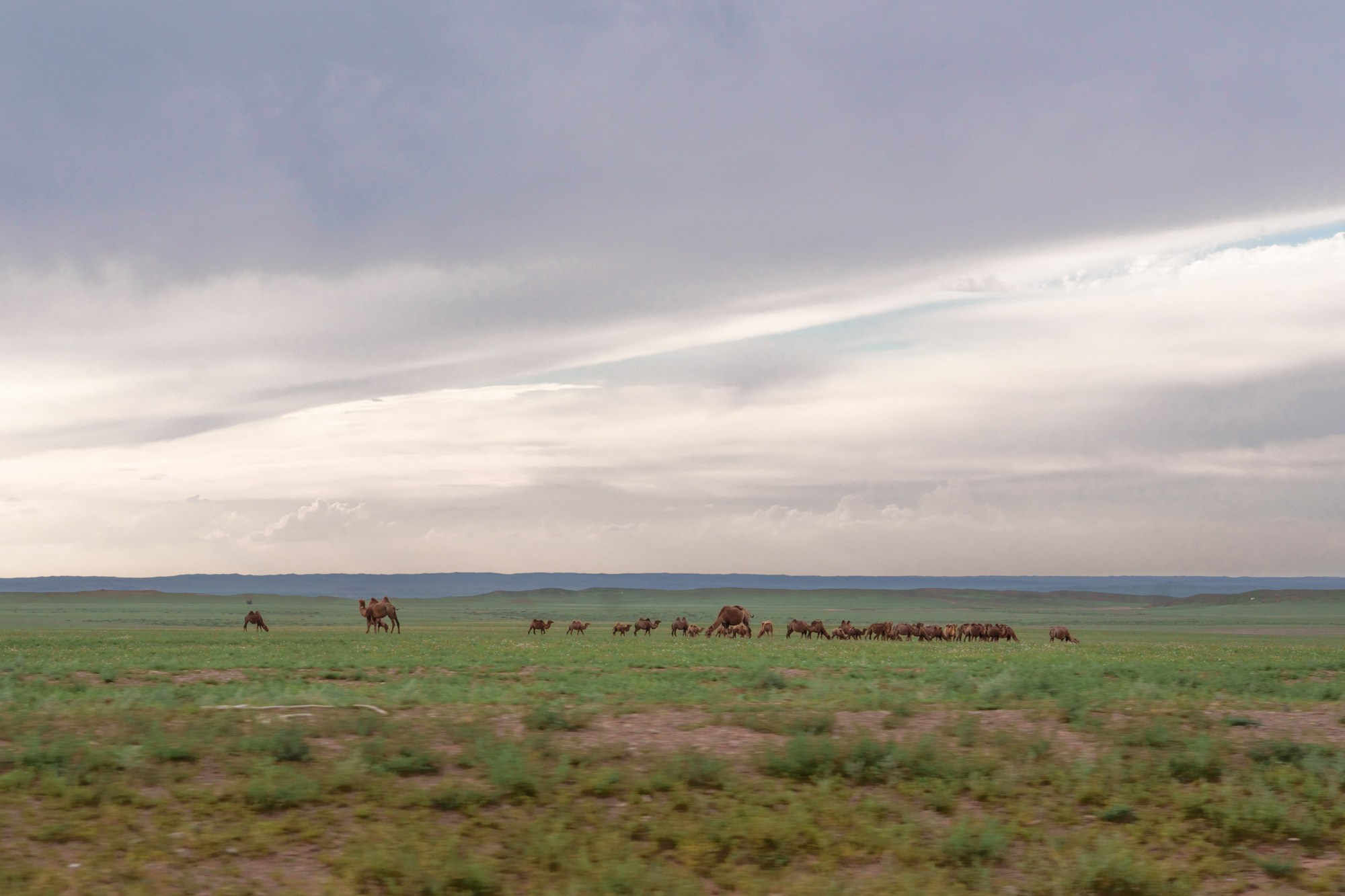Стадо пасущихся верблюдов  в живописных монгольских пейзажах. Эти животные являются неотъемлемой частью традиционного кочевого образа жизни в Монголии