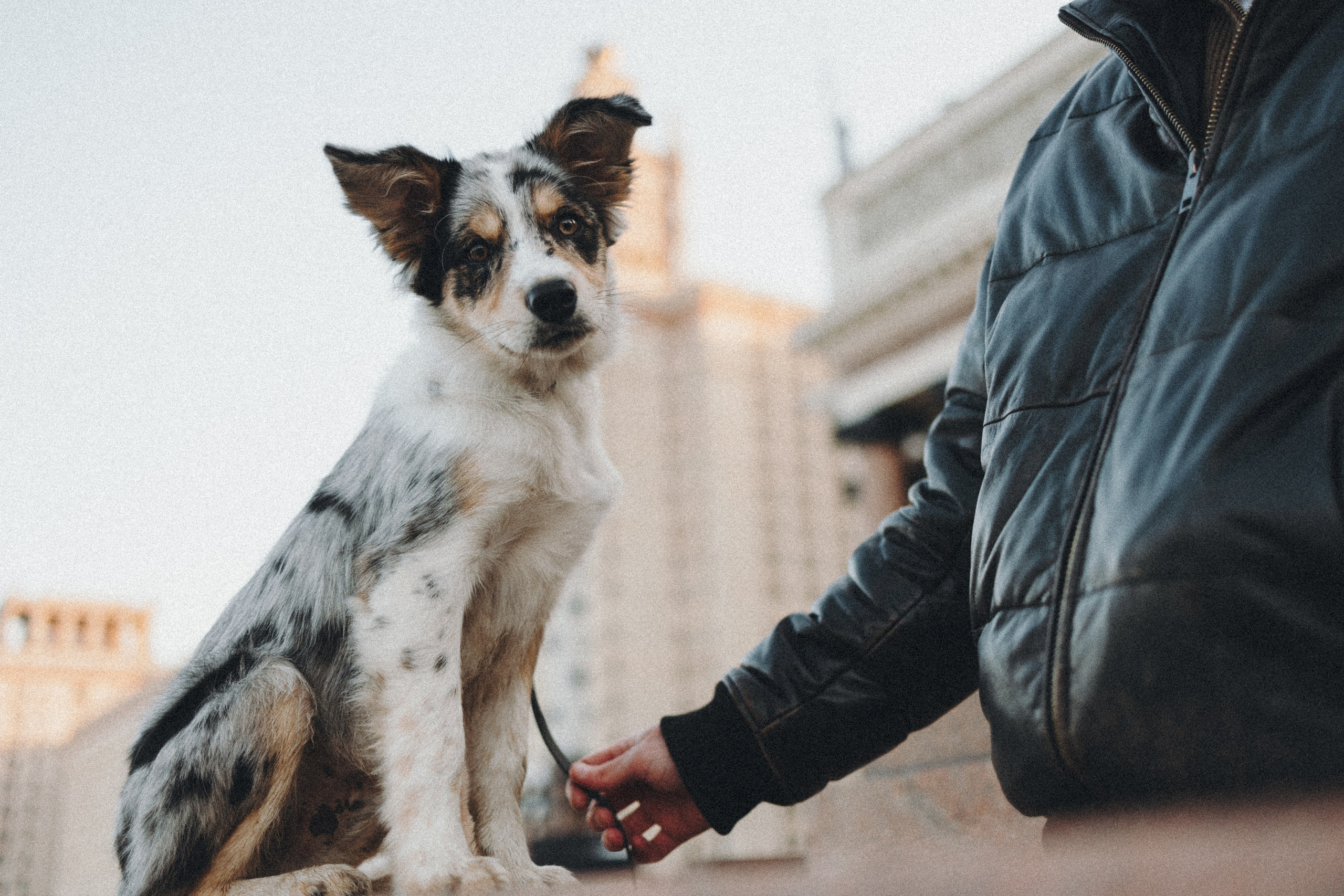 Балу и Илья. Фотограф анималист Анастасия Пикей