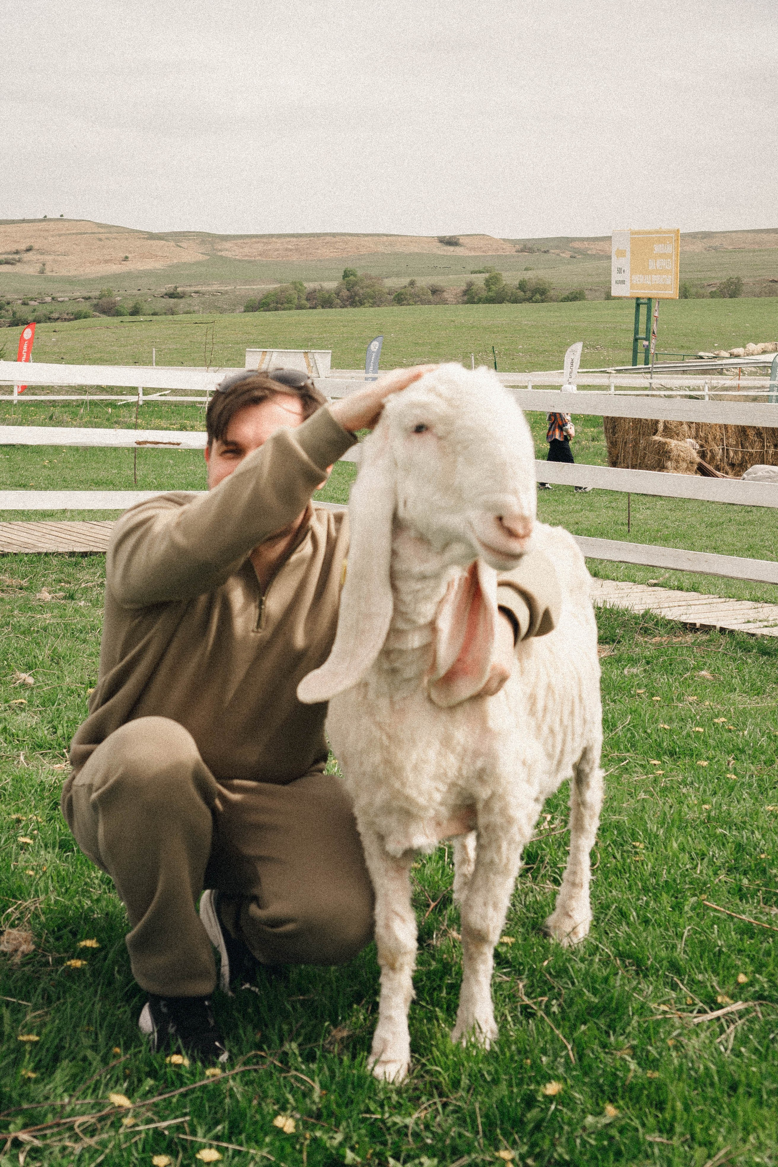 Ферма Альпак. Профессиональный фотограф, Санкт-Петербург — Виктория Богомолова