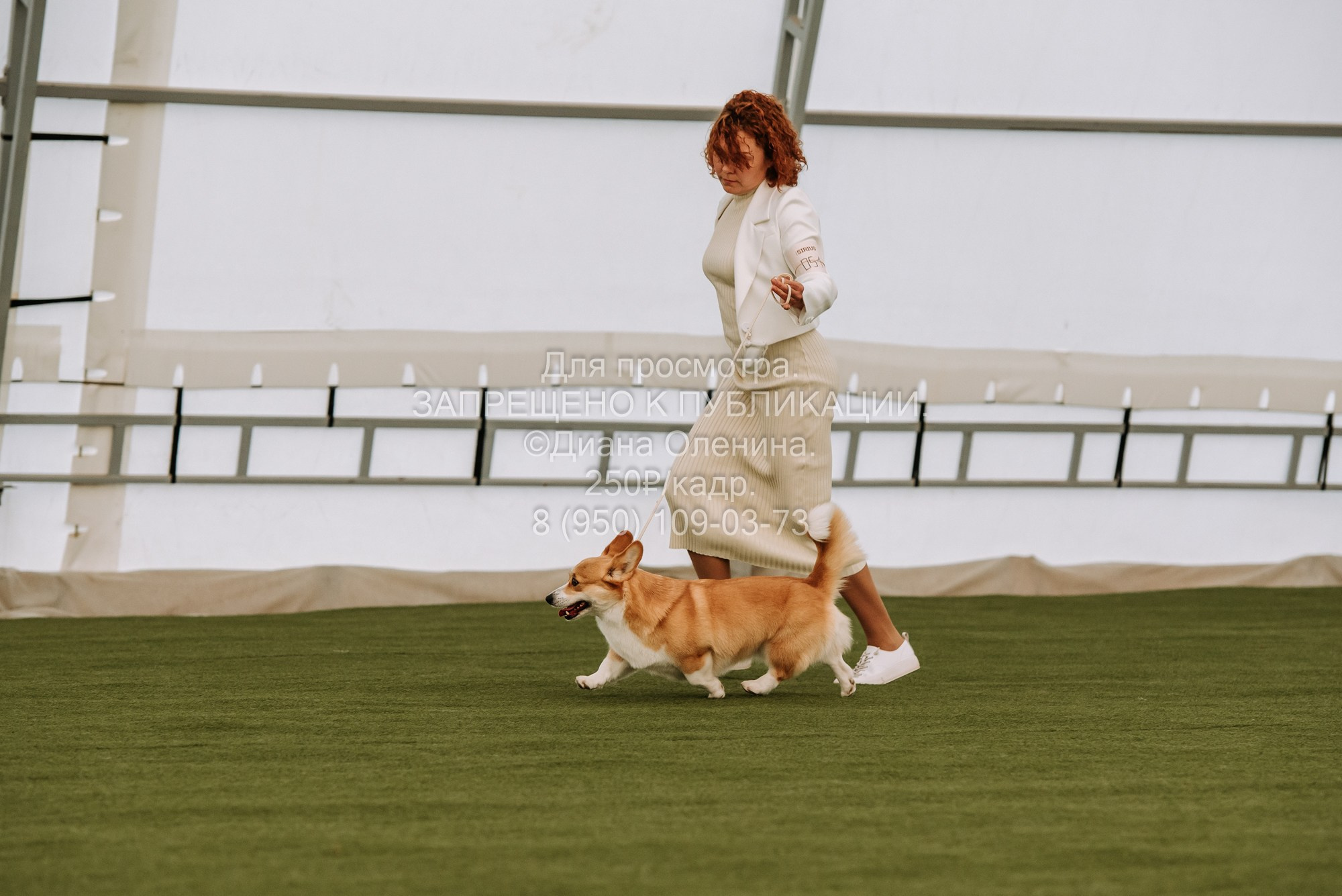 Выставка собак Красноярск 2.06. Фотограф Диана Оленина Красноярск / Братск