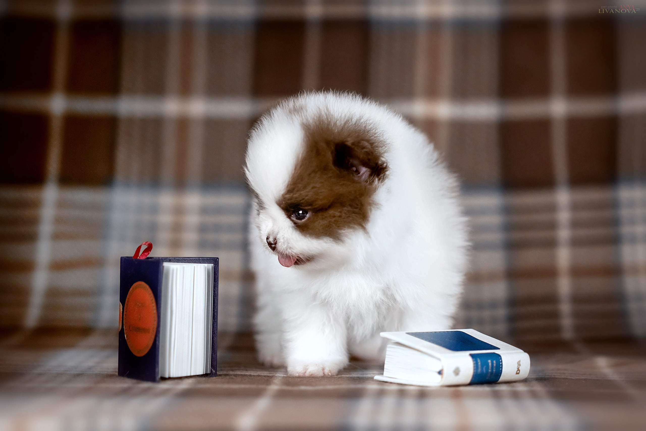 Шпицы. Фотограф анималист Аня Ливанова | Рыбинск