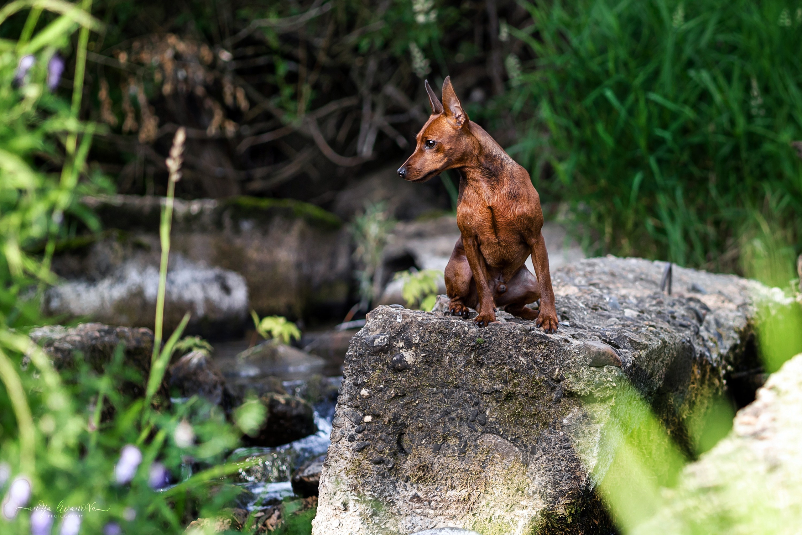 Водопады. Фотограф анималист Аня Ливанова | Рыбинск