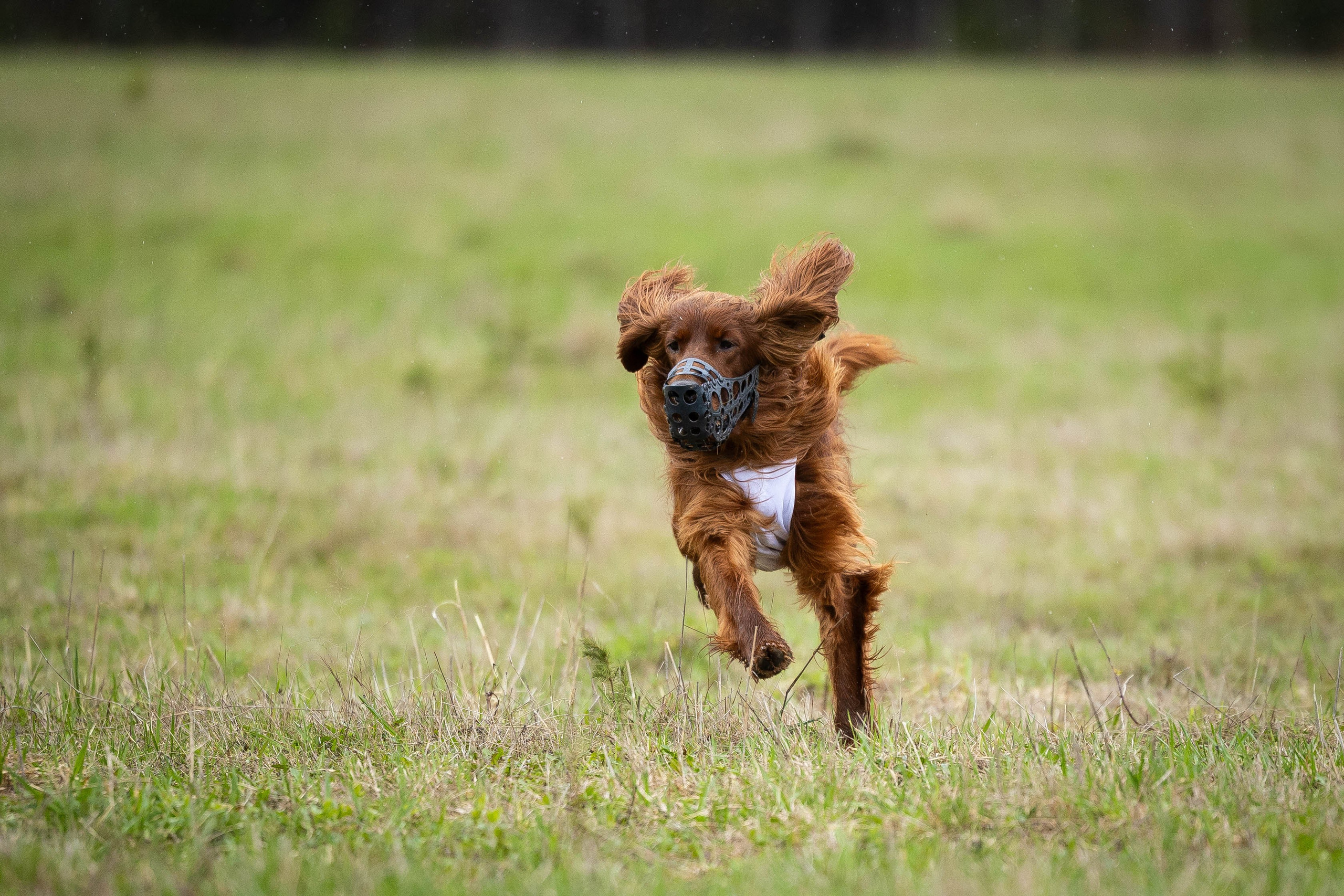 Курсинг. Фотограф Анималист в Перми Анастасия Остерман