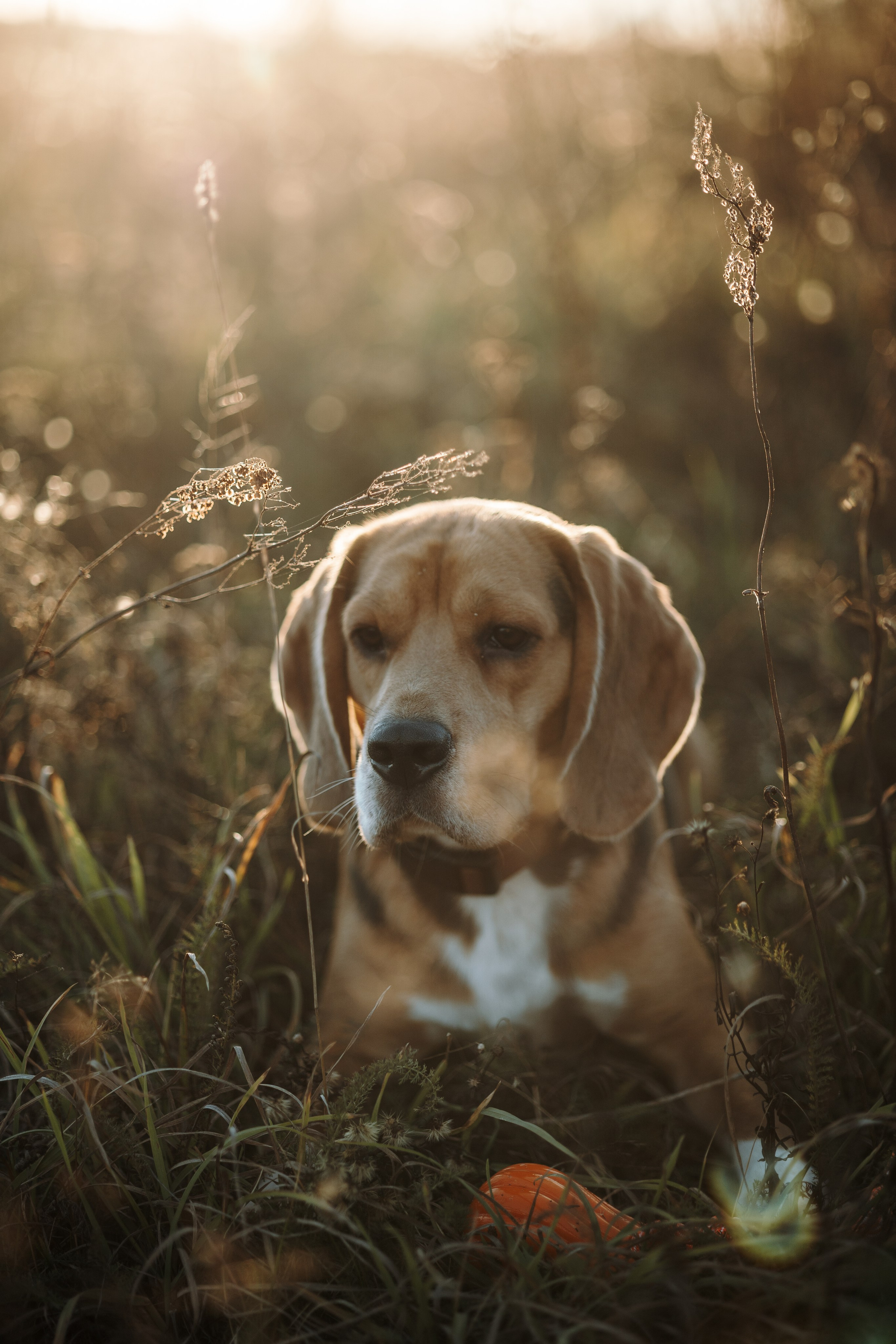 Оуджи и его семья. Фотограф — Анималист | Санкт-Петербург