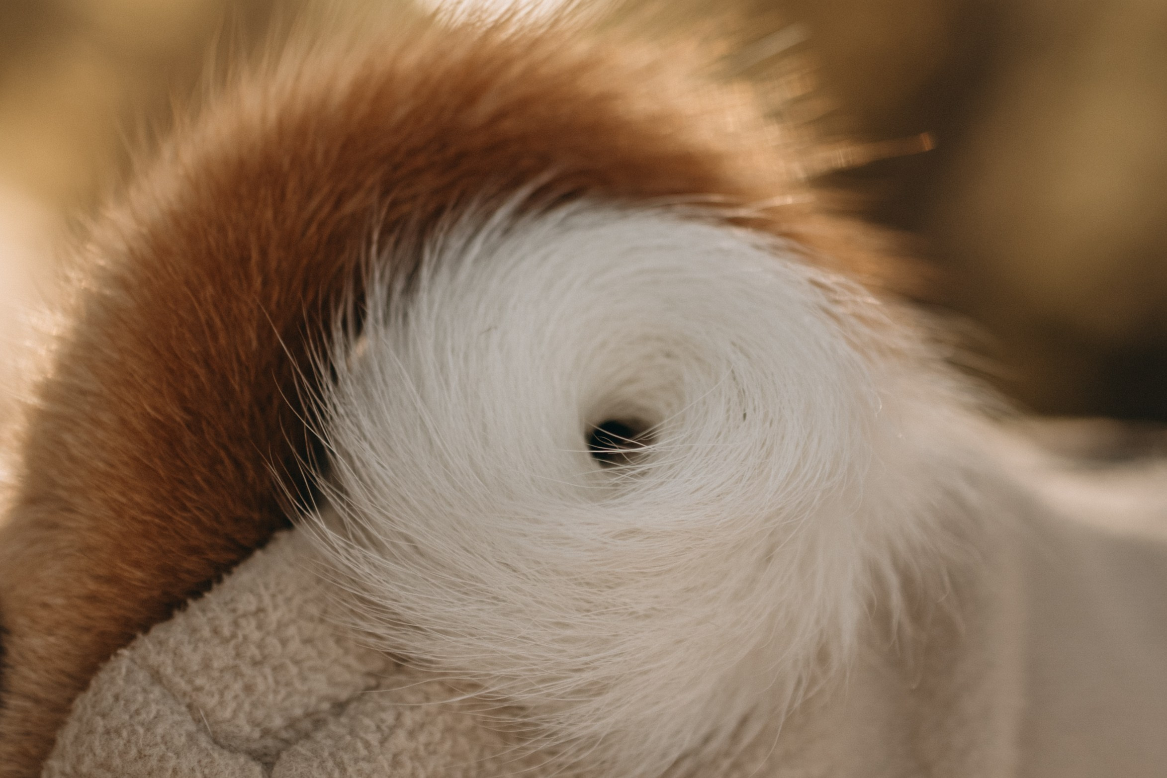 Алиса и Лео. Фотограф — Анималист | Санкт-Петербург