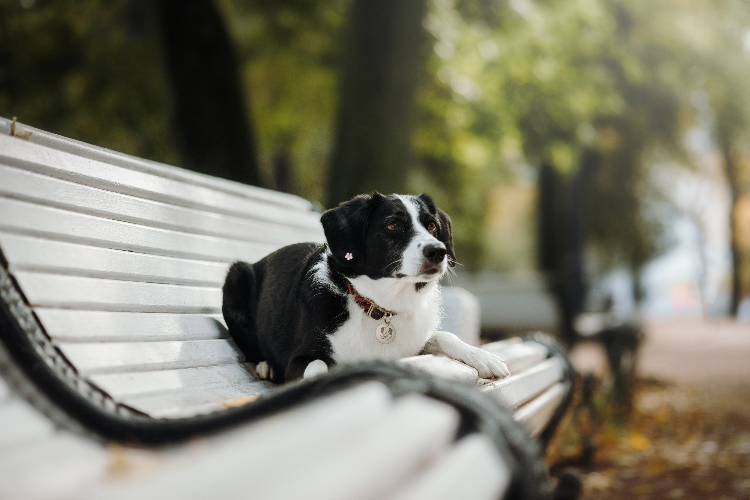 Мишель и ее семья. Фотограф — Анималист | Санкт-Петербург