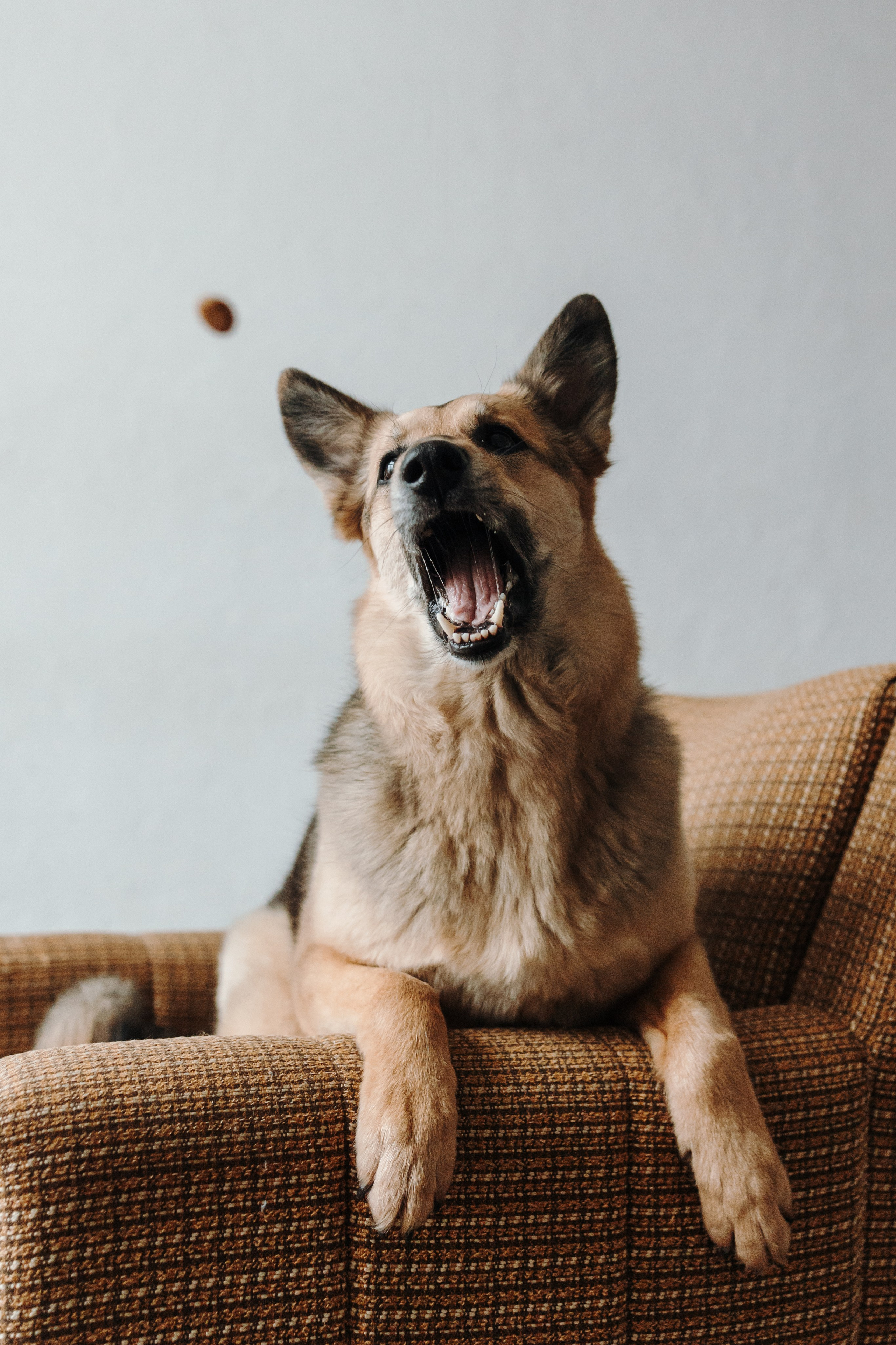 Лена и Дёма. Фотограф — Анималист | Санкт-Петербург