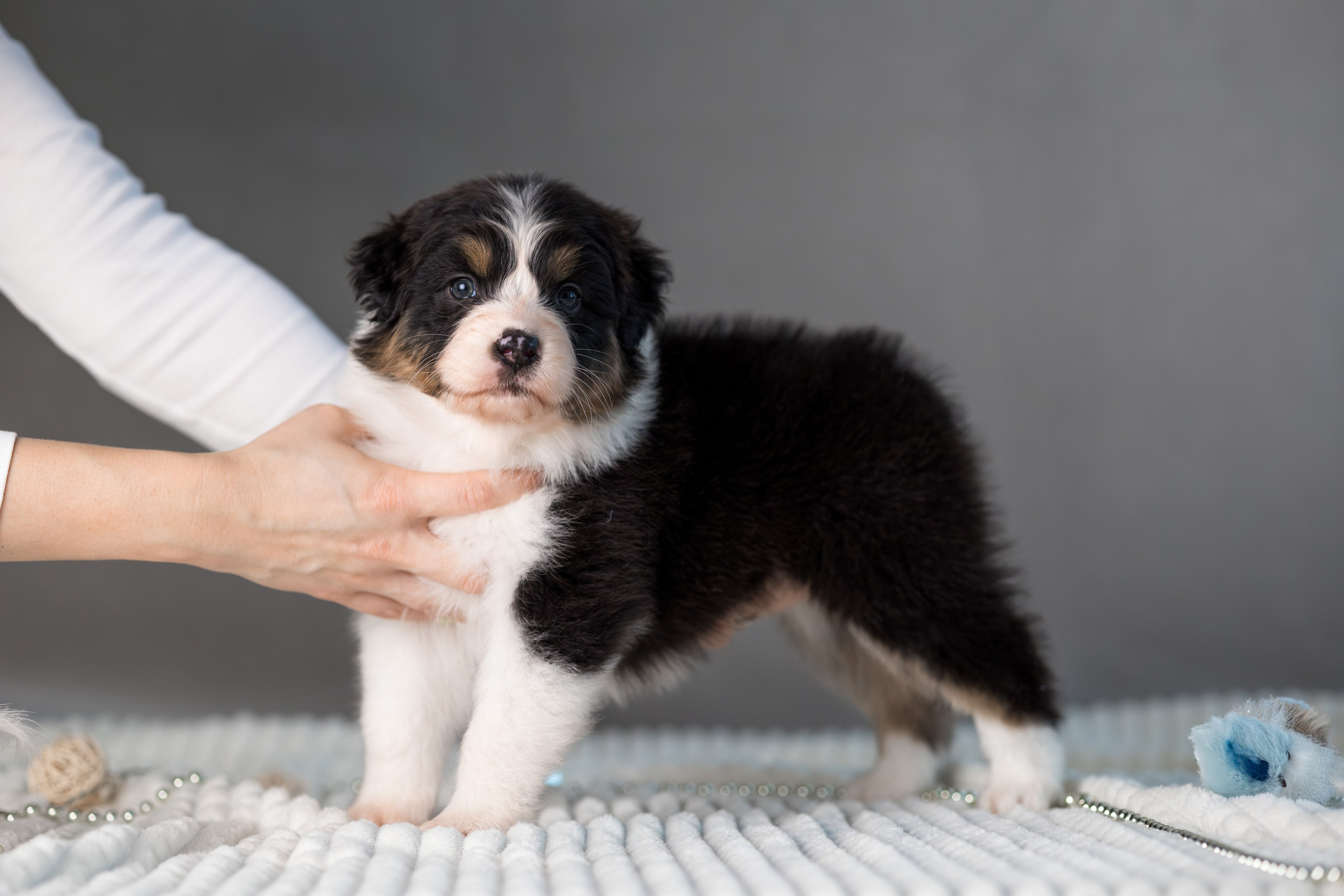 Щенки. Фотограф Яна Матвеева в Ижевске