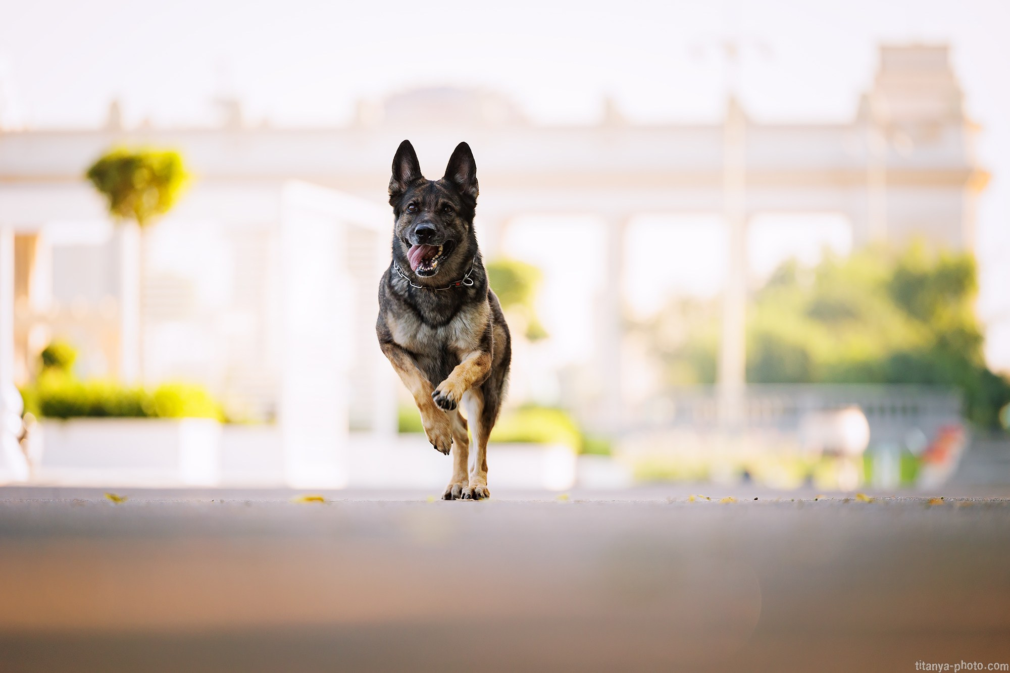 Маша и Харпи. Фотограф собак, фотограф-анималист Аня Титова (Titanya). Москва