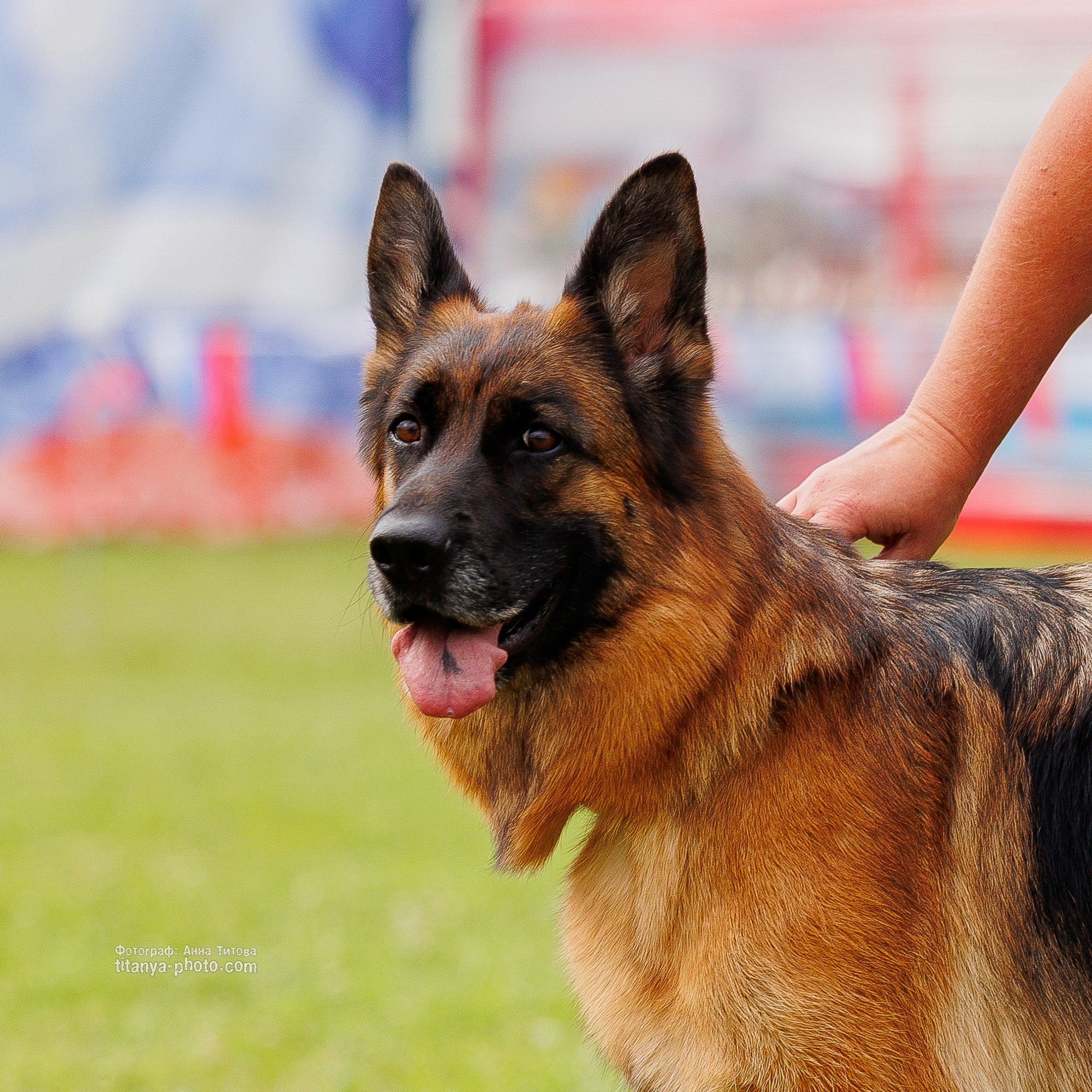 Немецкие овчарки: фото из рингов и вне ринга, мутпроба (фотографии с выставок). Фотограф собак, фотограф-анималист Аня Титова (Titanya). Москва