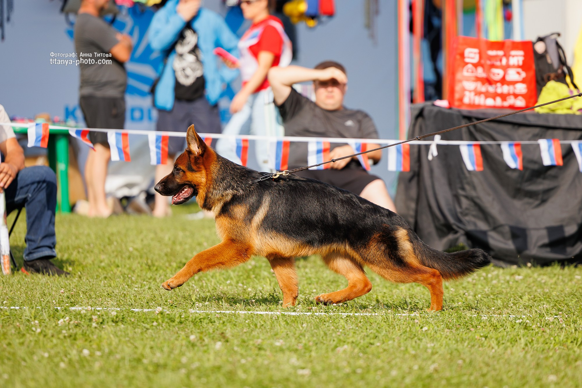 Немецкие овчарки: фото из рингов и вне ринга, мутпроба (фотографии с выставок). Фотограф собак, фотограф-анималист Аня Титова (Titanya). Москва