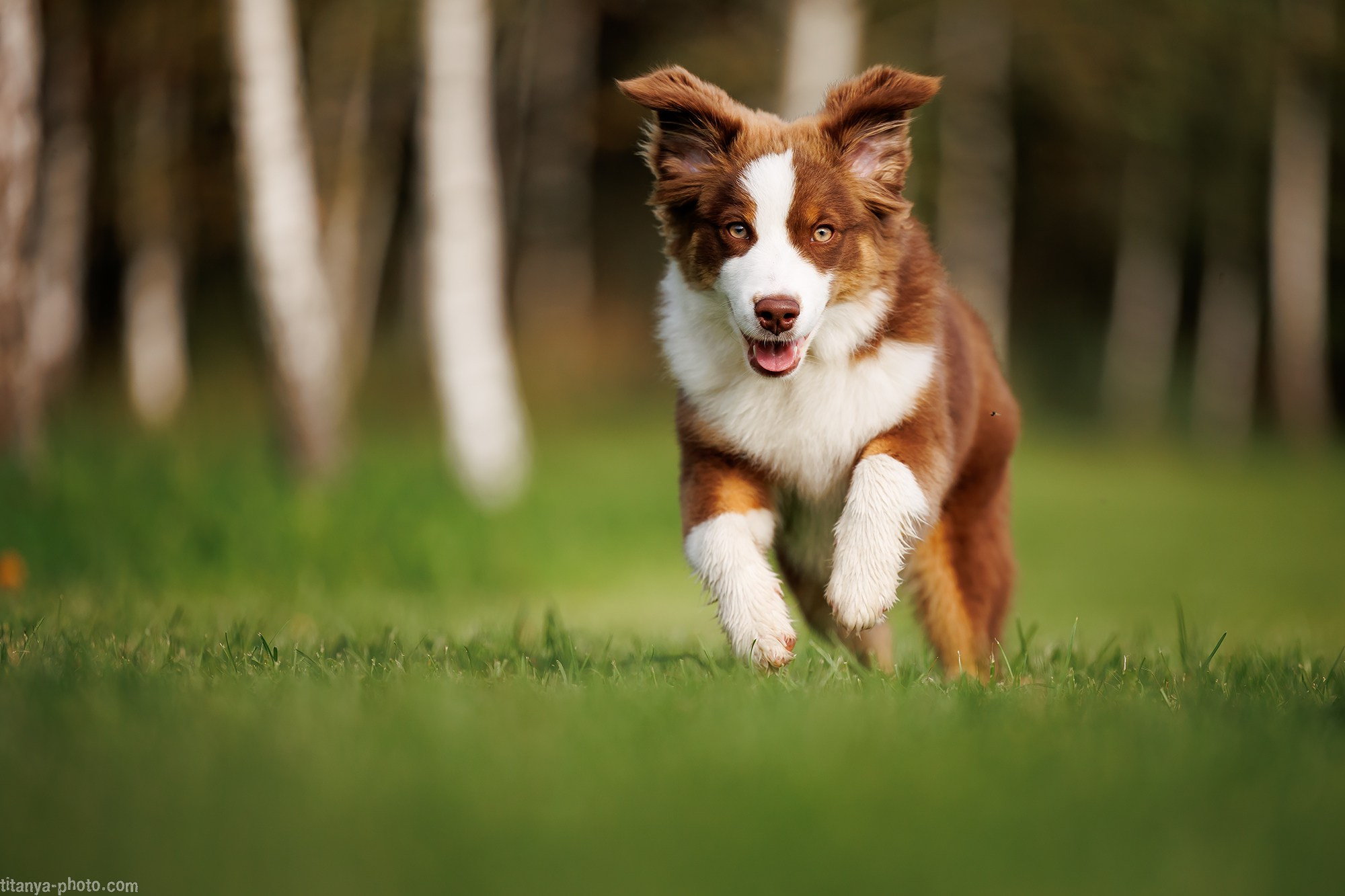 Наталья и мини аусси Ника. Фотограф собак, фотограф-анималист Аня Титова (Titanya). Москва