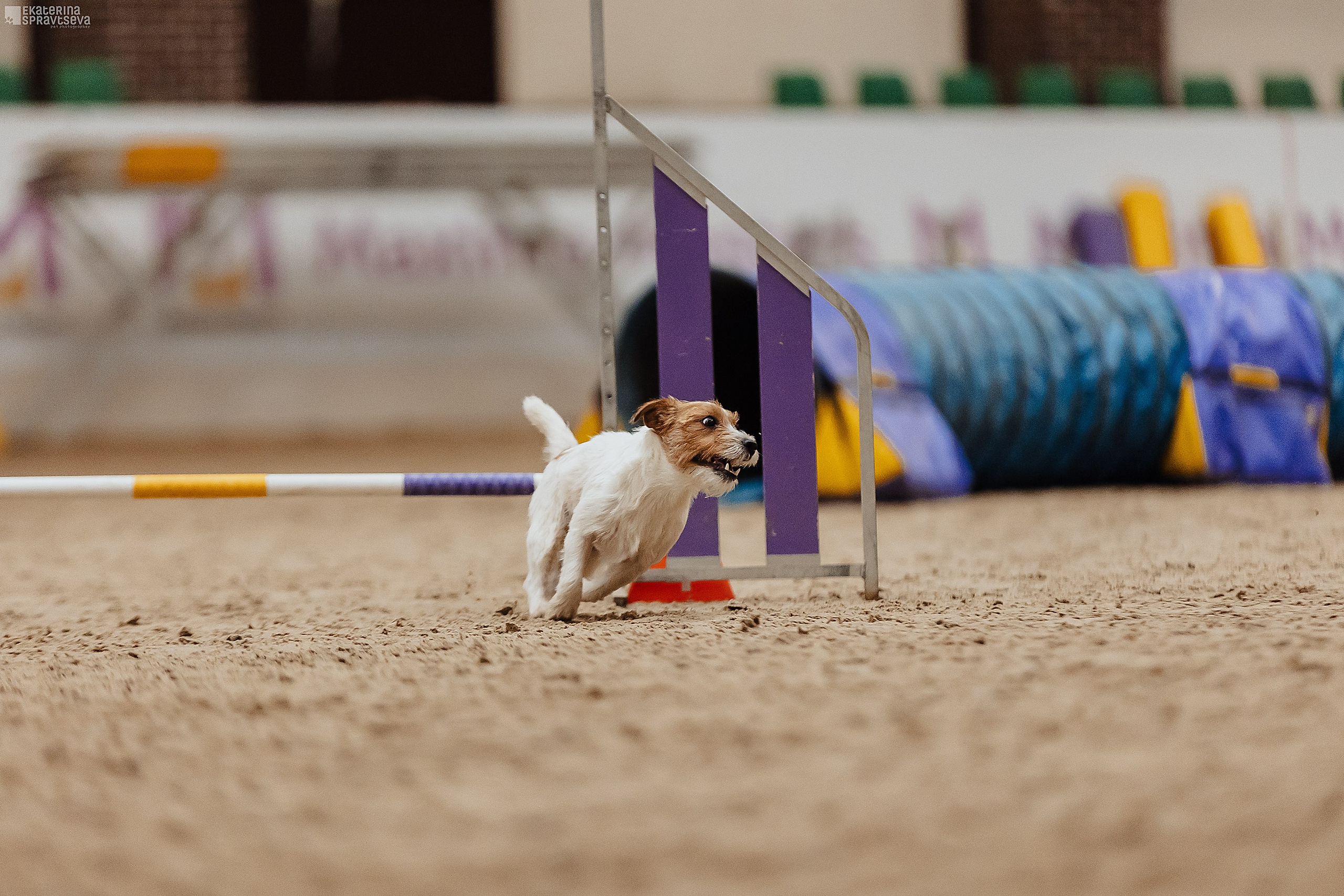 ЧРКФ Аджилити в Максима. Фотограф Анималист Екатерина Справцева в Нижнем Новгороде