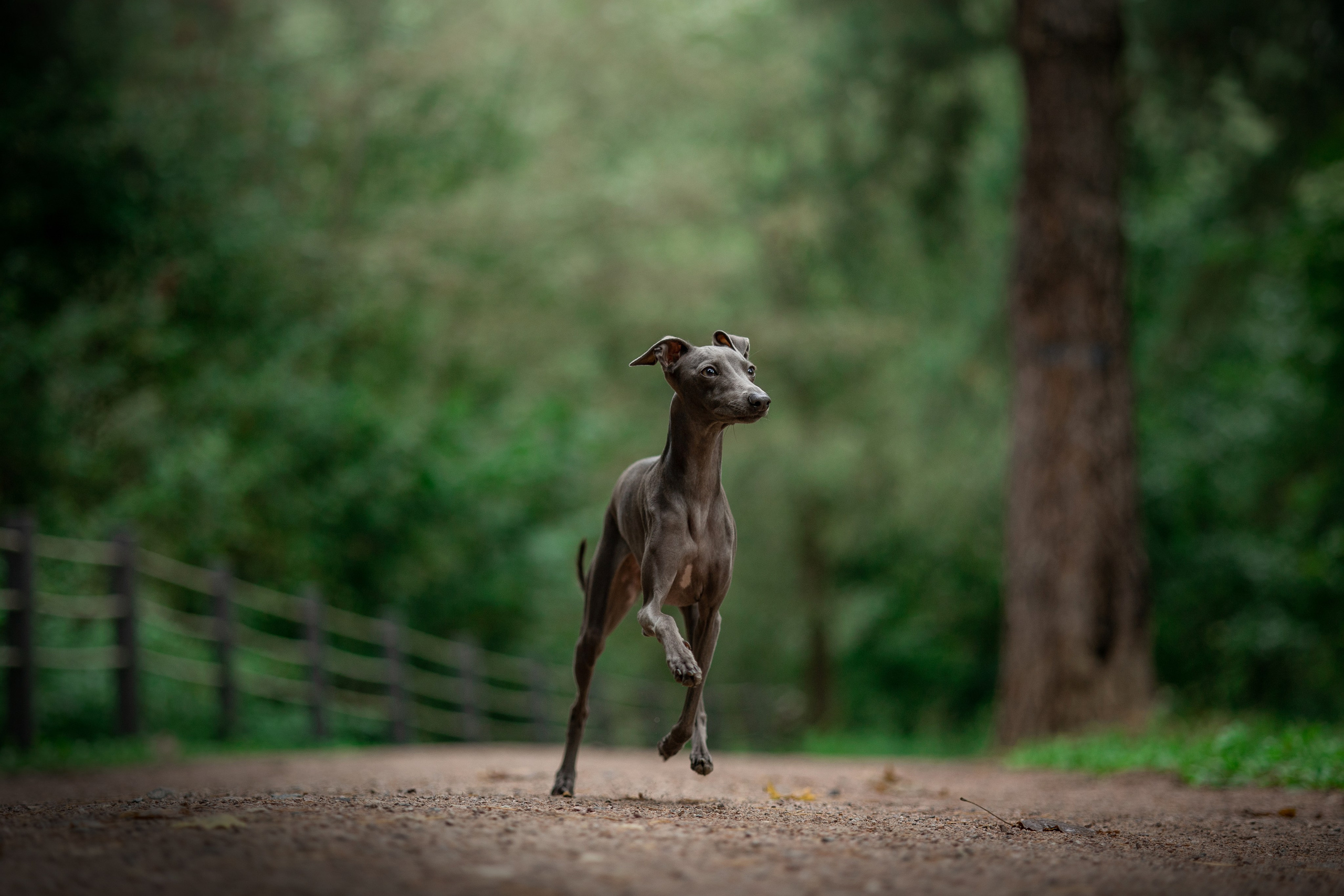 Лучик и ее семья. Фотограф — Анималист | Санкт-Петербург