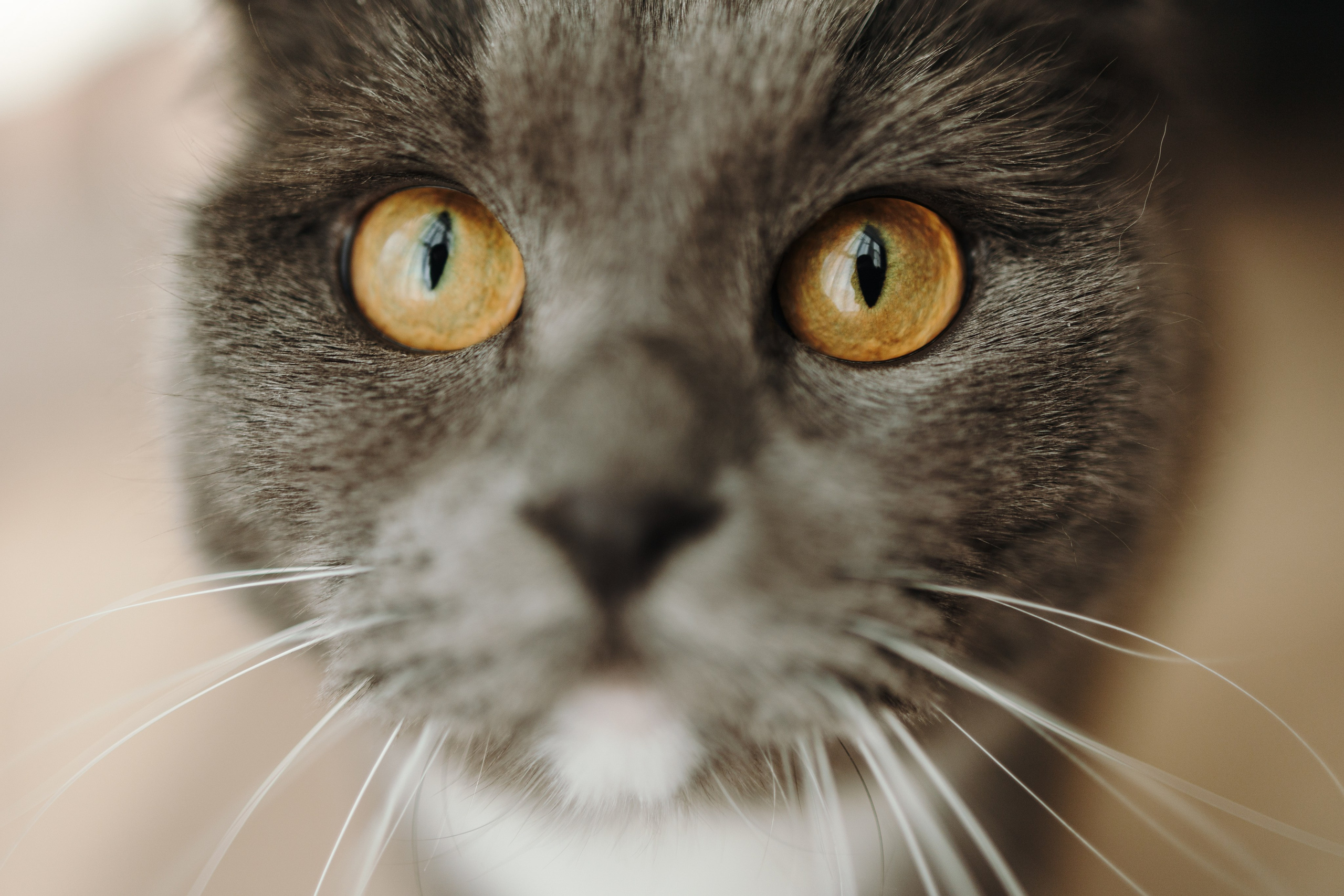 Таня и ее семья. Фотограф — Анималист | Санкт-Петербург