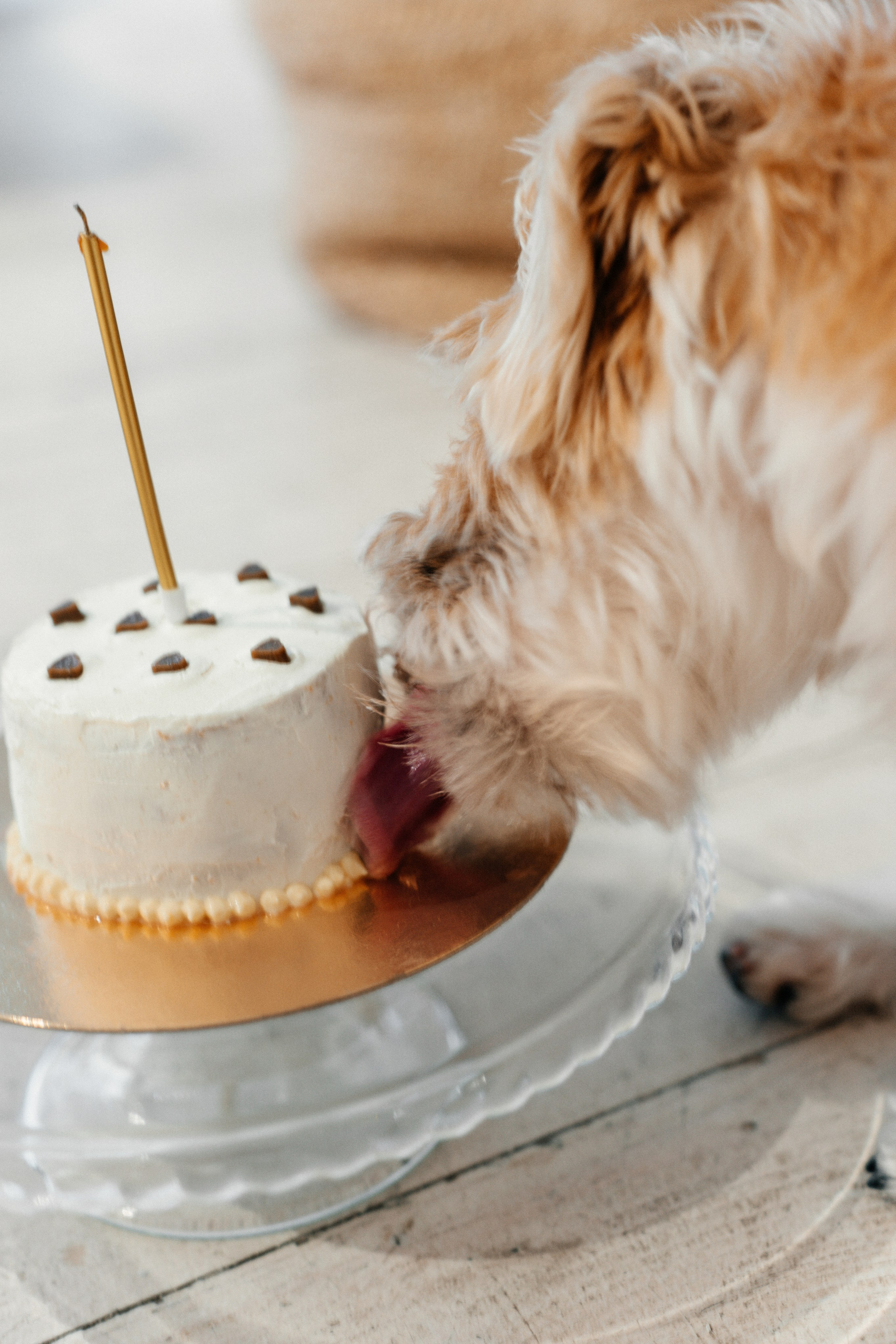 Красота хвостатых глазами хозяйки. Ваш семейный фотограф в Минске — Вика Трегубова